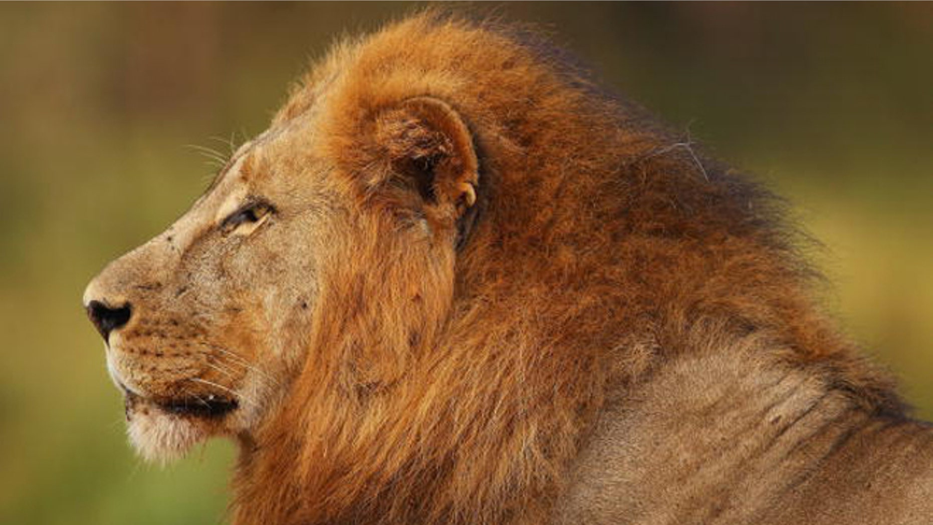 LIMPOPO, SOUTH AFRICA - JULY 22: A lion relaxes on the banks of the Luvuvhu river at the Pafuri game reserve on July 22, 2010 in Kruger National Park, South Africa. Kruger National Park is one of the largest game reserves in South Africa spanning 19,000 square kilometres and is part of the Great Limpopo Transfrontier Park. (Photo by Cameron Spencer/Getty Images)