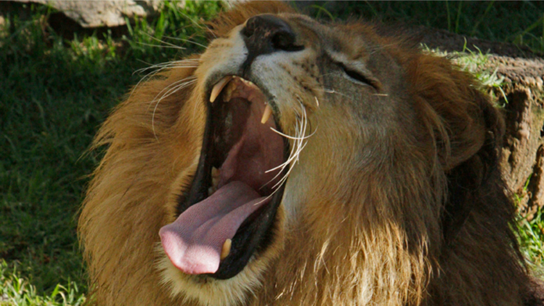 In this photo taken Aug. 17, 2011, a lion yawns in a public zoo that houses animals captured from drug traffickers, pets smugglers and circuses without permits for their animals in Zacango, Mexico.