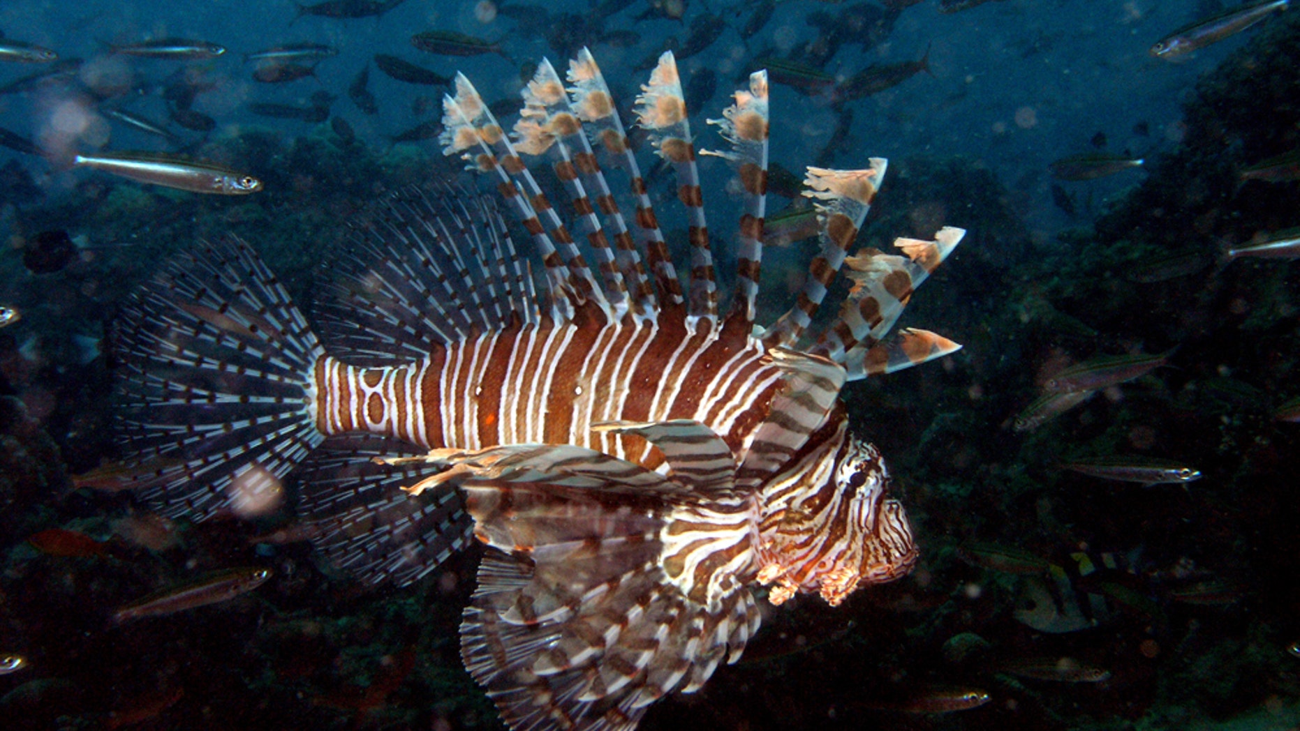 A lionfish (<em>Pterois volitans</em>) cruises near Fiji in this 2008 image.