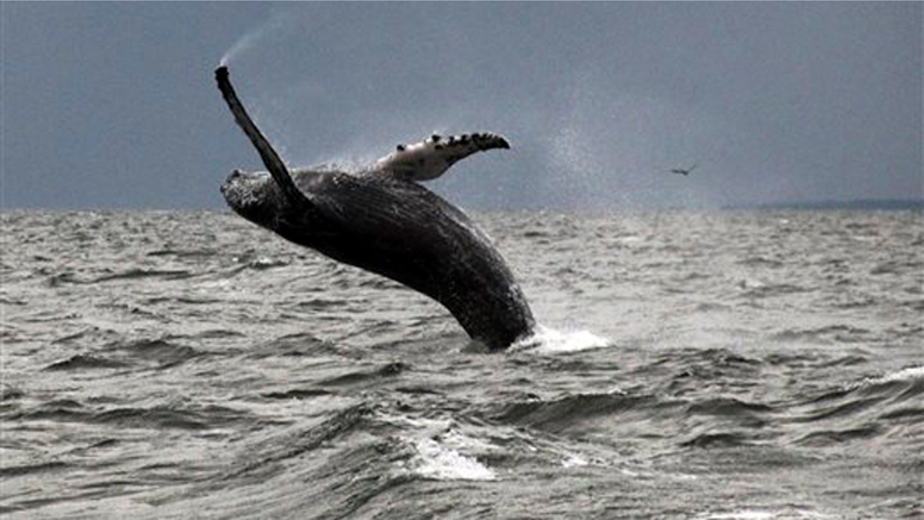 Sept. 12, 2015: In this photo provided by Dan Lent, a humpback whale breaches the water in Long Island Sound off the coast of Stamford, Conn. Biologists at the Maritime Aquarium at Norwalk, Conn., said whale sightings on the sound this year are the first in more than two decades.