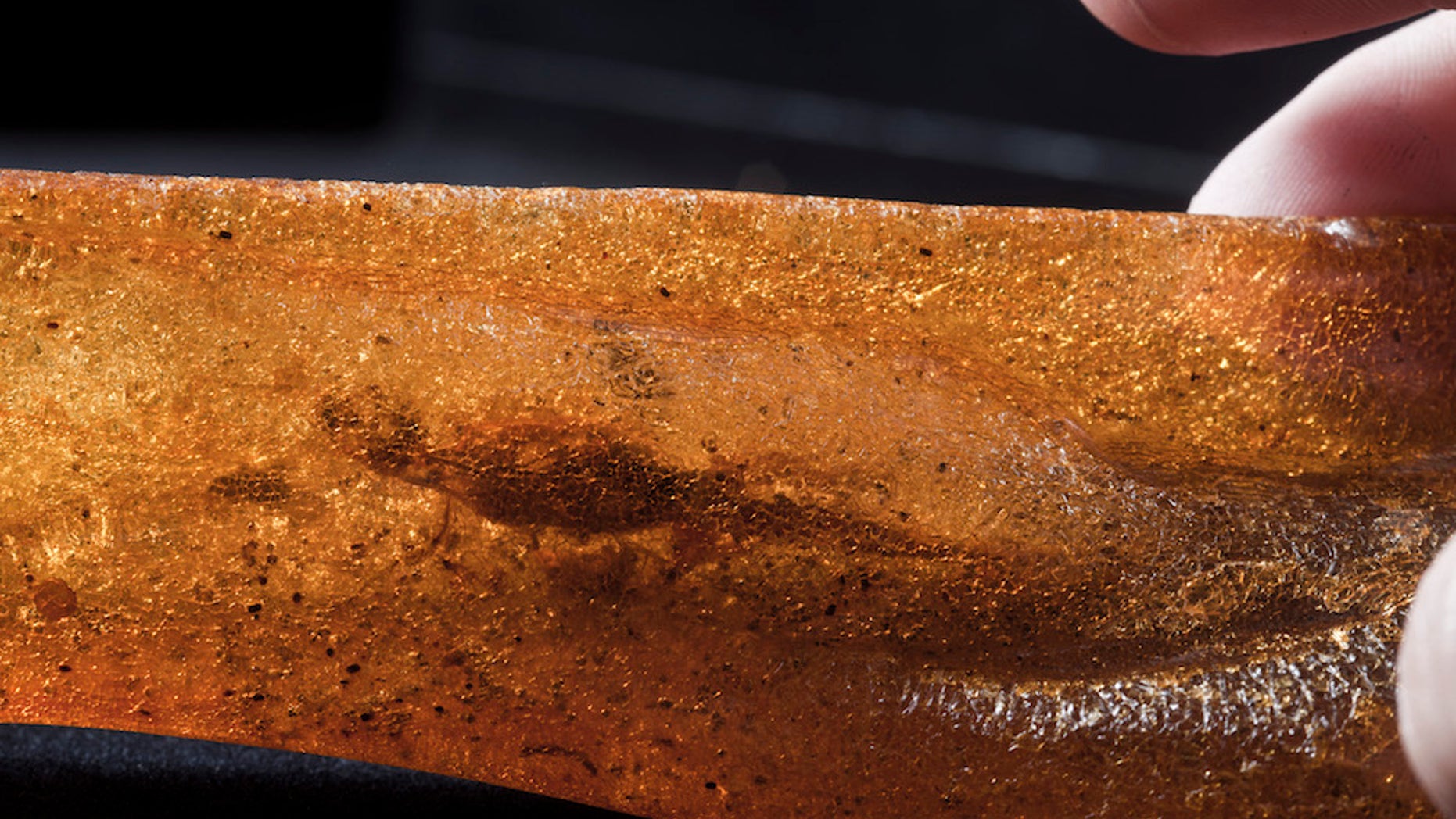 The 2.7-inch-long (7 centimeters) lizard is preserved in a piece of amber measuring just over 4.5 inches (12 cm) long.