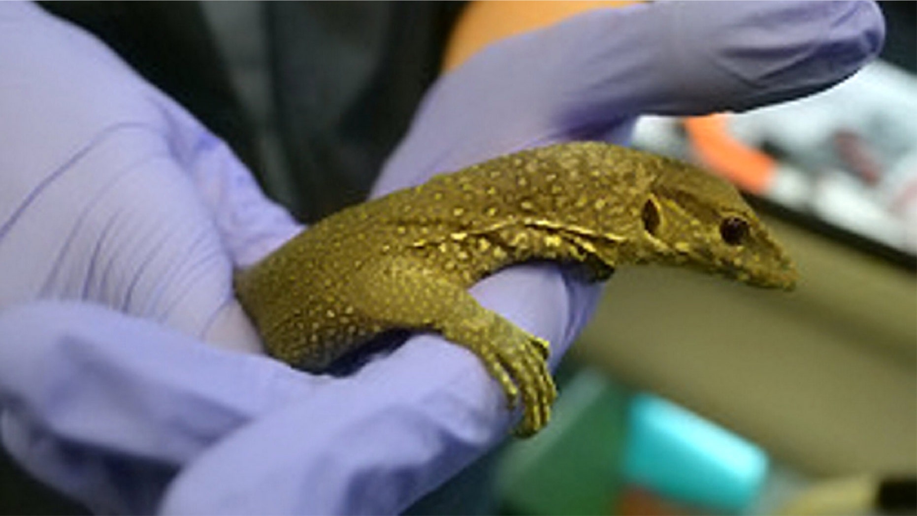 The foot-long lizard, guessed to be a Bengal variety, was found running around Heathrow airport.