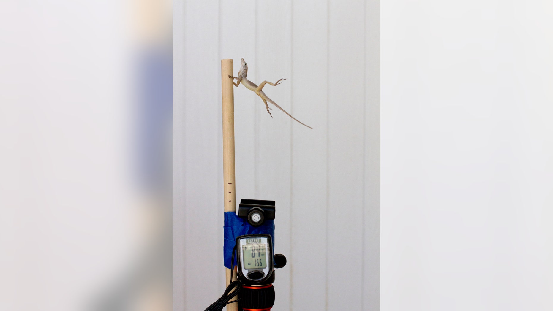 In this Oct. 19, 2017 photo provided by Colin Donihue, an anoles lizard hangs onto a pole during a simulated wind experiment in the Turks and Caicos Islands. According to a study in the Wednesday, July 25, 2018 edition of the journal Nature, lizards who survived 2017ââ¬â¢s Hurricanes Irma and Maria had 6 to 9 percent bigger toe pads, significantly longer front limbs and smaller back limbs, compared with the population before the storms. (Colin Donihue via AP)