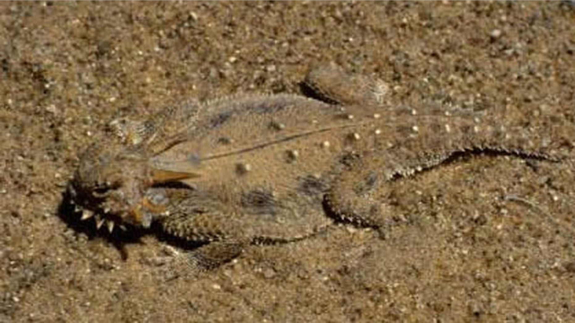 Indian Tribe suesto stop massive solar project claiming that sacred flat tail lizard would be endangered.
