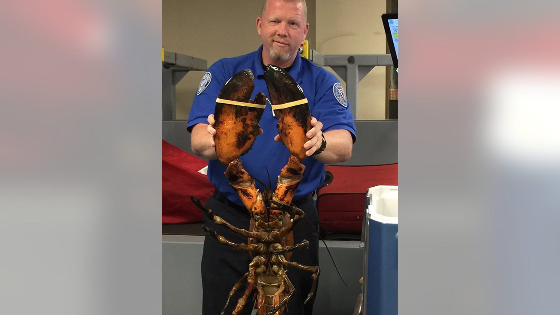 A TSA agent holds a live lobster found in a passenger's luggage at Boston's Logan International Airport.