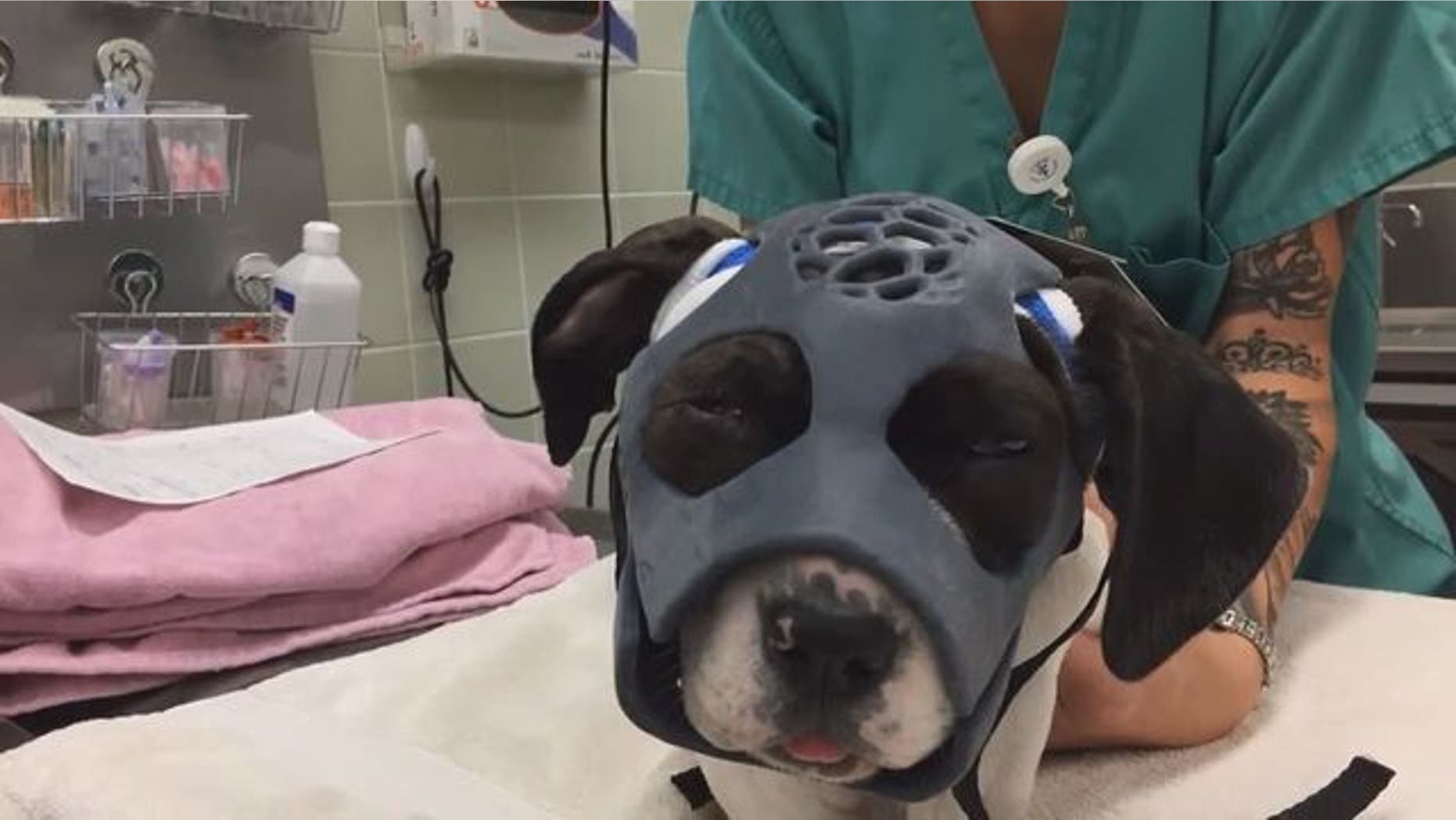 Loca arrived at the veterinary hospital after being injured by another dog.