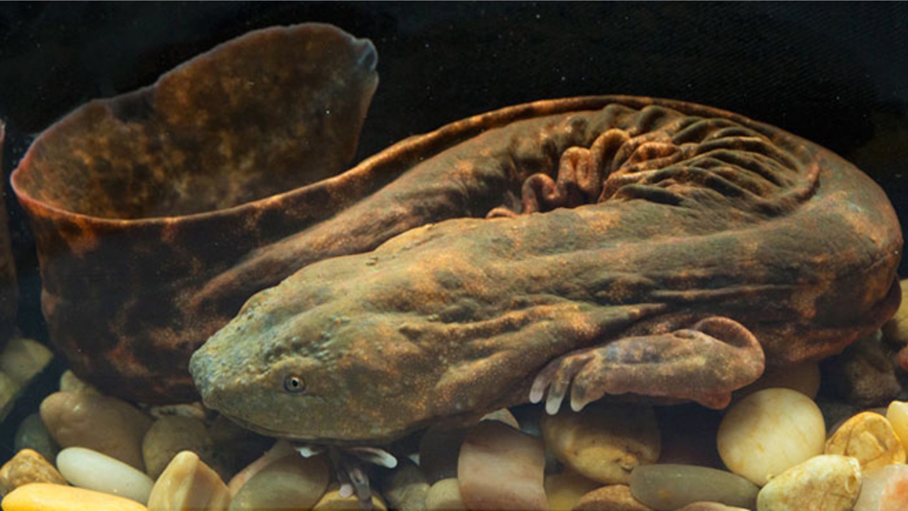 Their name makes them sound tough, but Eastern hellbenders are in need of protection in New York State. The salamanders are facing population decline due to habitat destruction, disease, and pollution.
