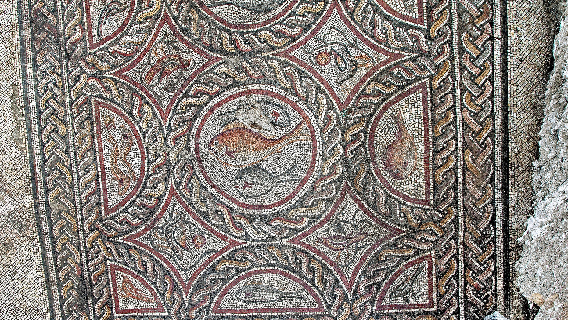 The Lod mosaic that was recently exposed. (Photo: Niki Davidov, Israel Antiquities Authority)