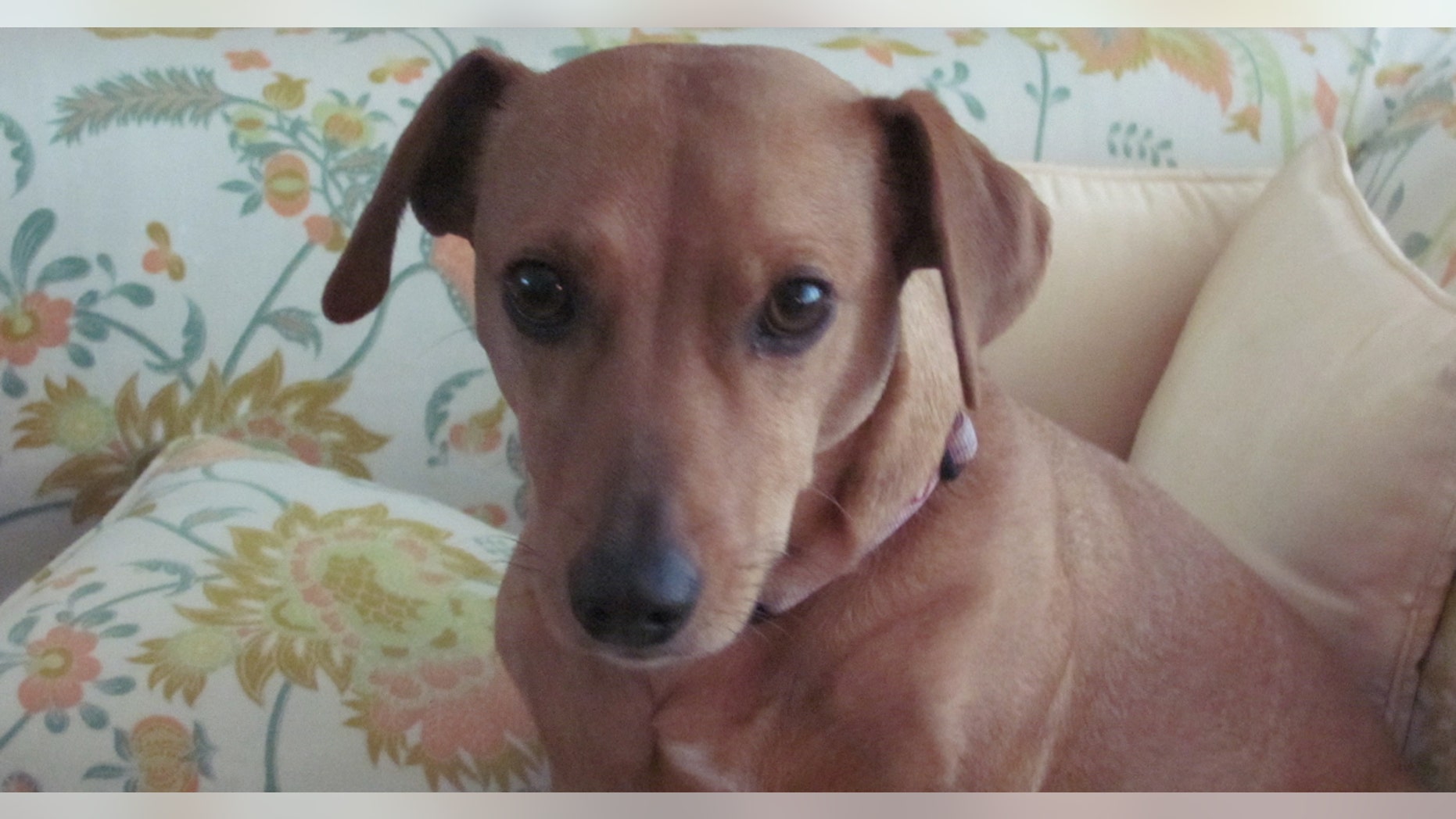 Lola the dachshund (Animal Legal Defense Fund)