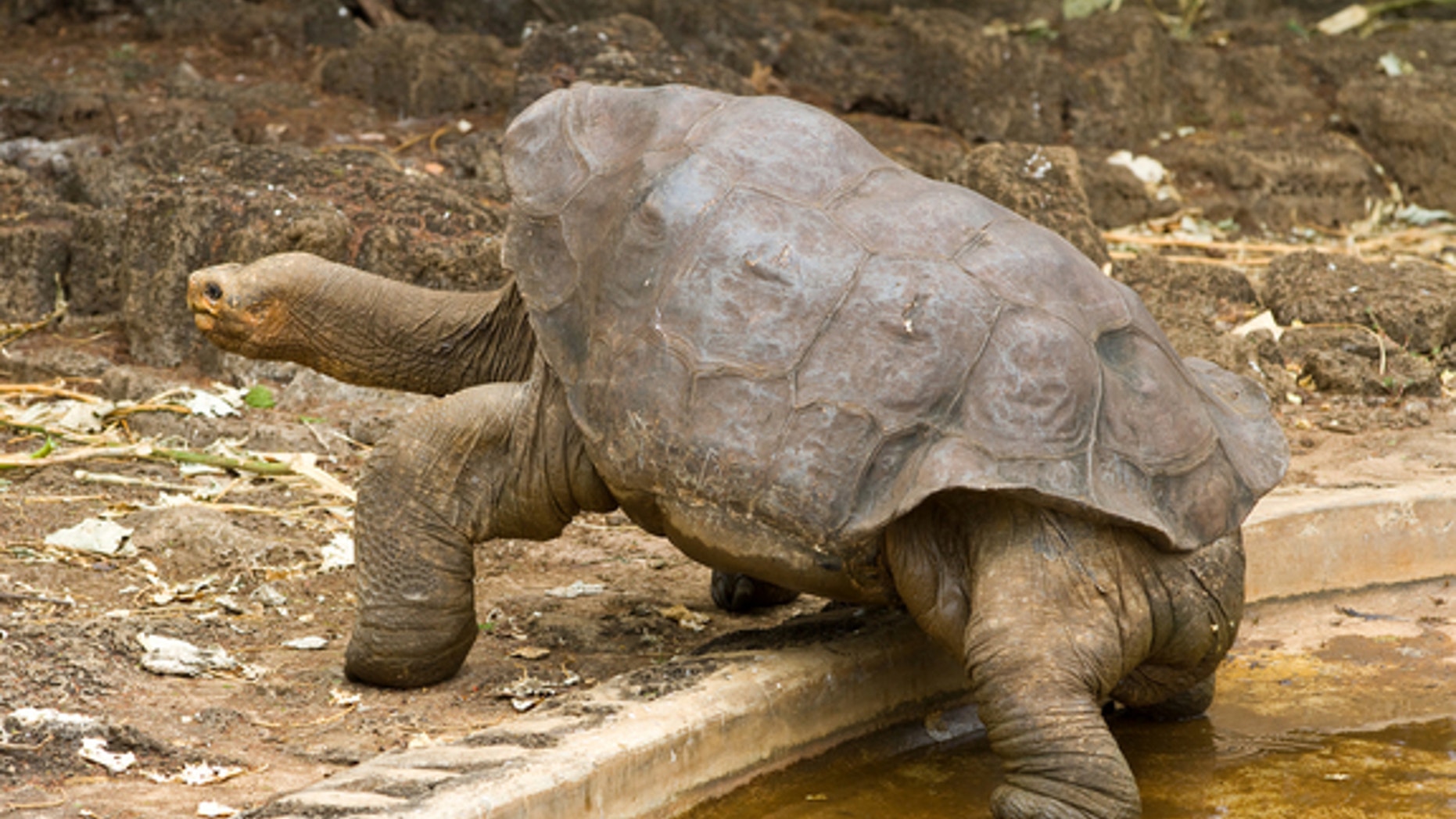 DNA analysis in the Galápagos Islands revealed 17 hybrid tortoises that can trace ancestry to Chelonoidis abingdoni, the species thought to have gone extinct with the death of Lonesome George this summer.