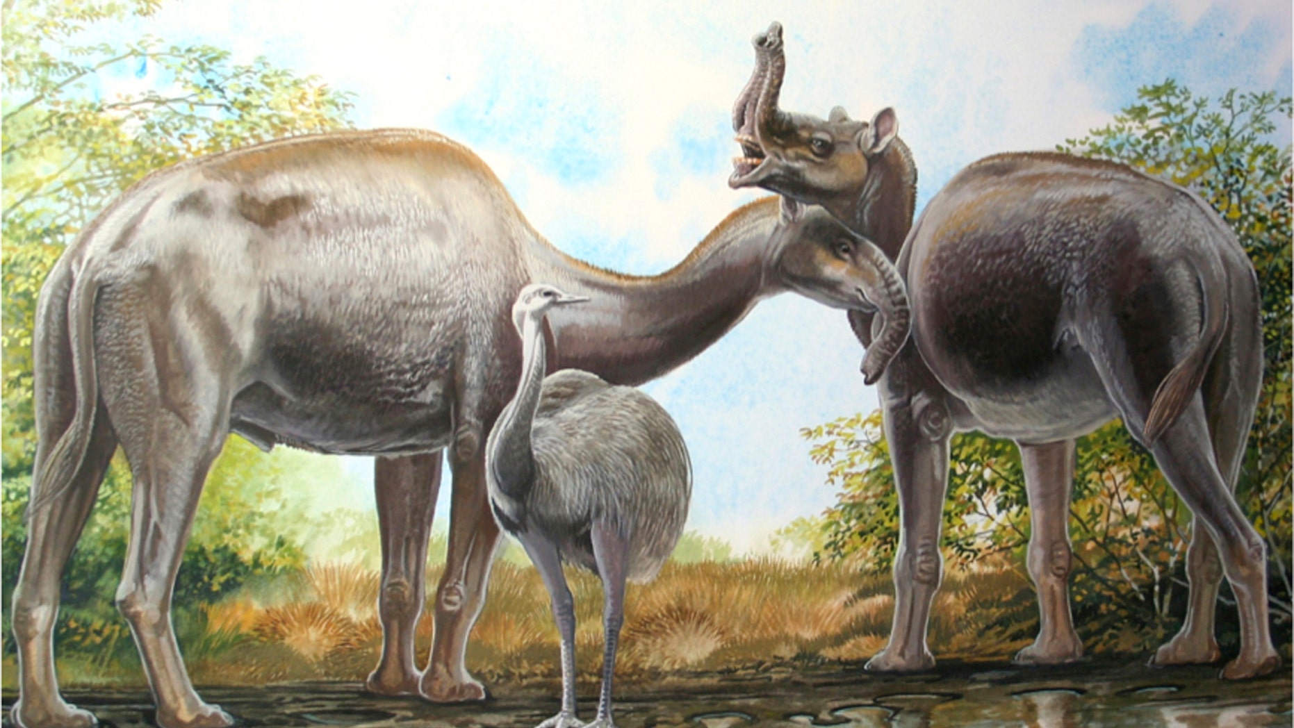 An artist's rendering shows the South American native ungulate Macrauchenia patachonica which had a number of remarkable adaptations, including the positioning of its nostrils high on its head in this illustration released on March 17, 2015. This implies that Macrauchenia may have had a mobile proboscis, as pictured here. (REUTERS/Peter Schouten/Handout)