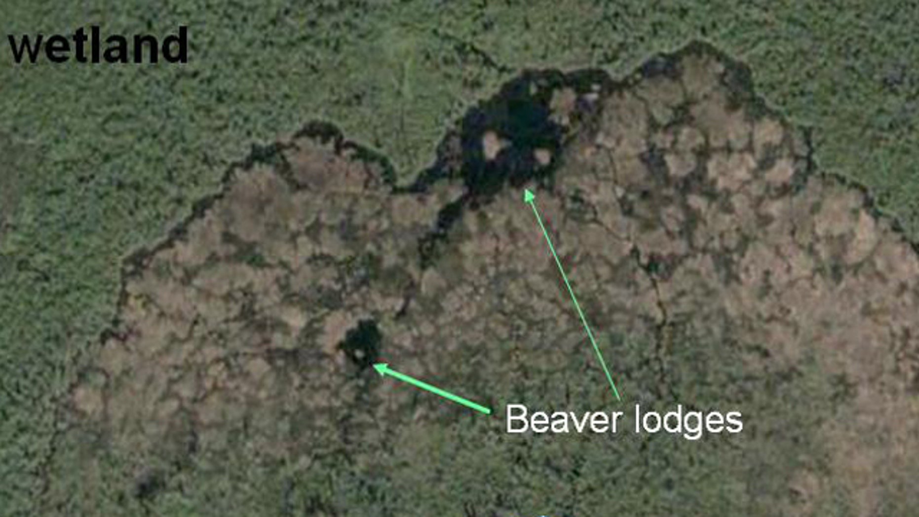 World's Biggest Beaver Dam Visible From Space | Fox News