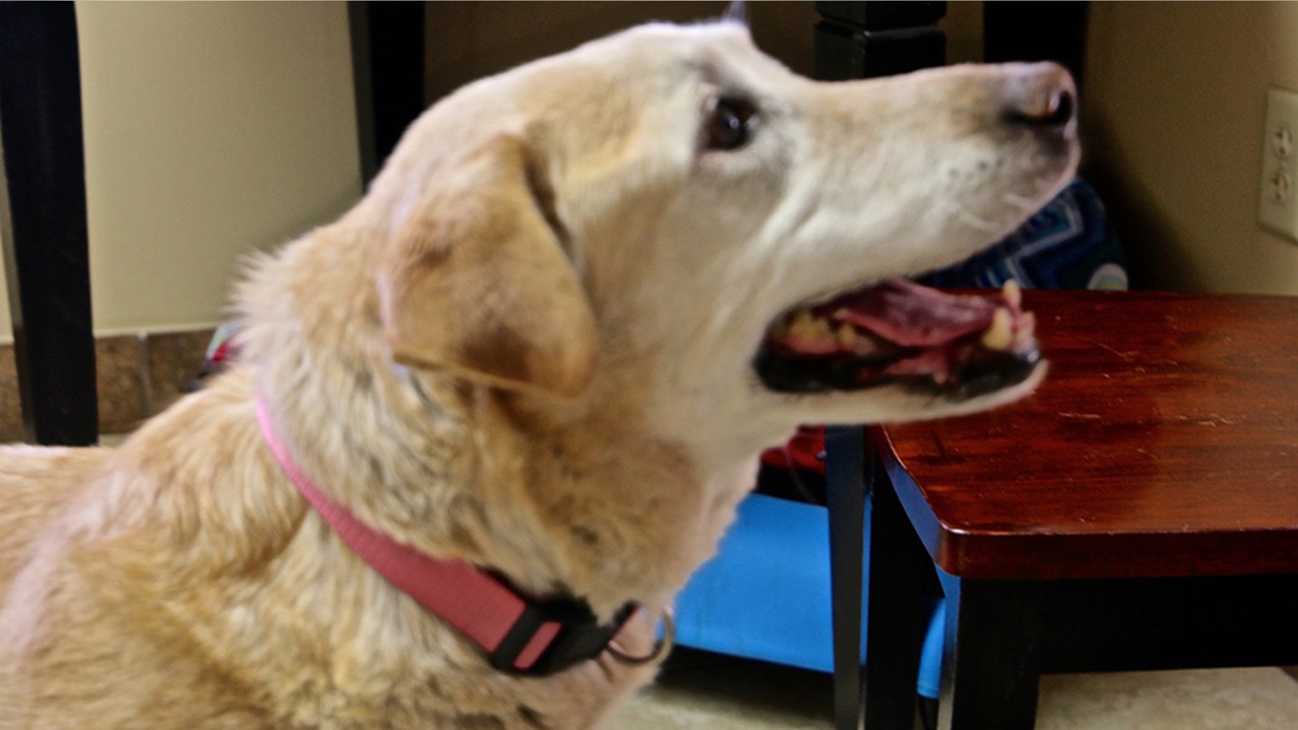 A yellow Labrador was rescued by a surprised hunter after she retrieved a downed bird and returned it to him.
