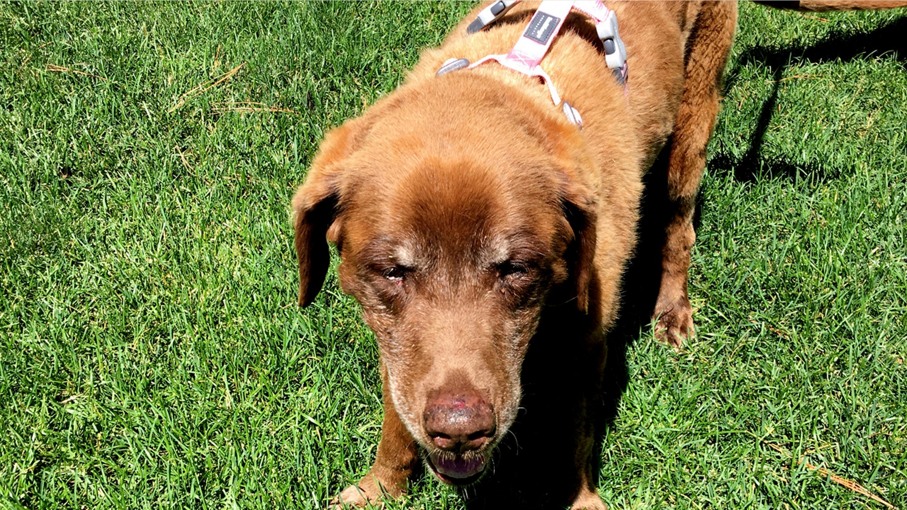This June 2017 photo provided by Cheri Glankler shows Mo an elderly Chesapeake Bay Retriever in Garden Valley, Idaho who wandered away from her owners during a hunting trip last September.