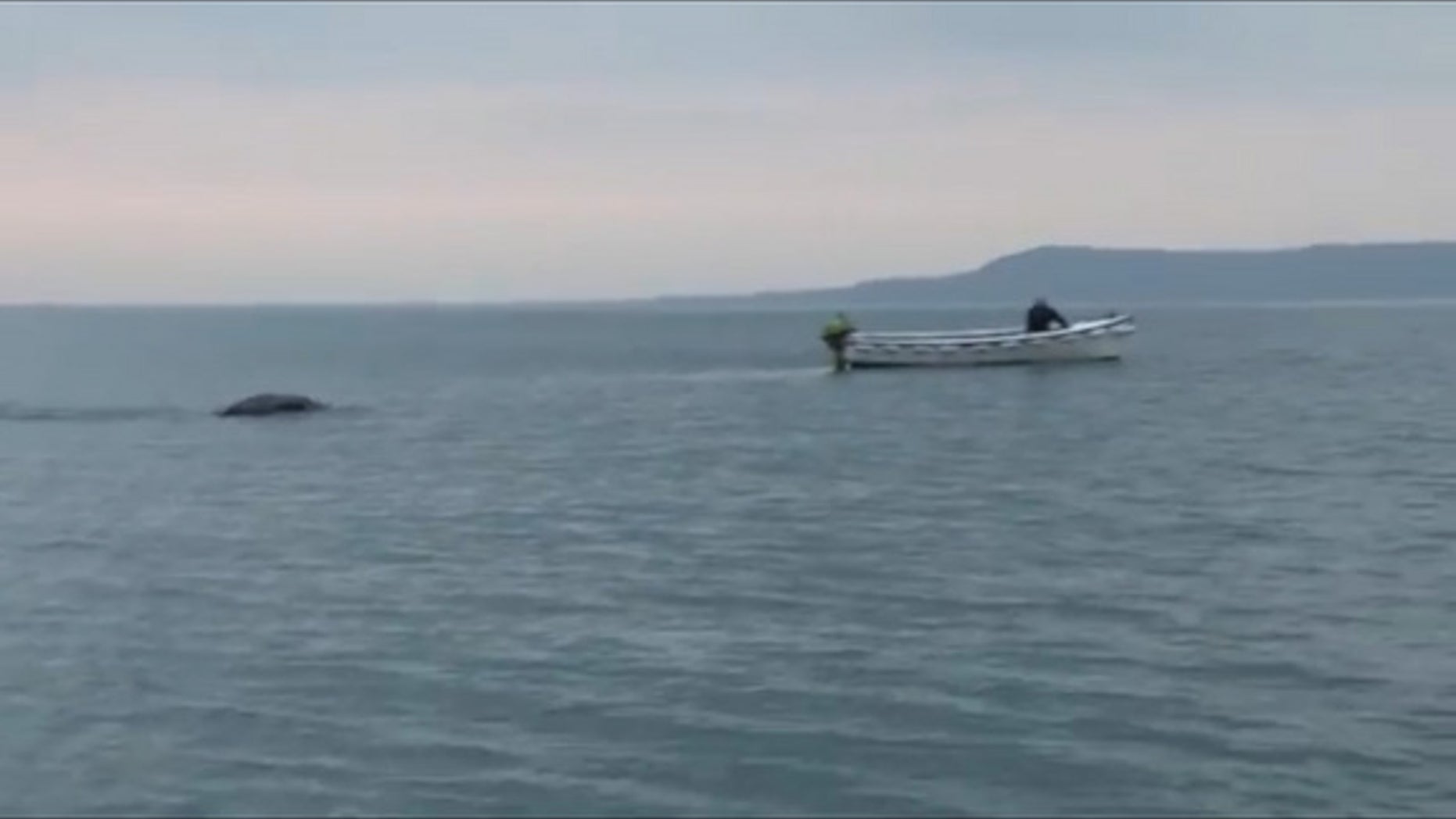 Is there a "monster" living in Lough Foyle, Ireland.