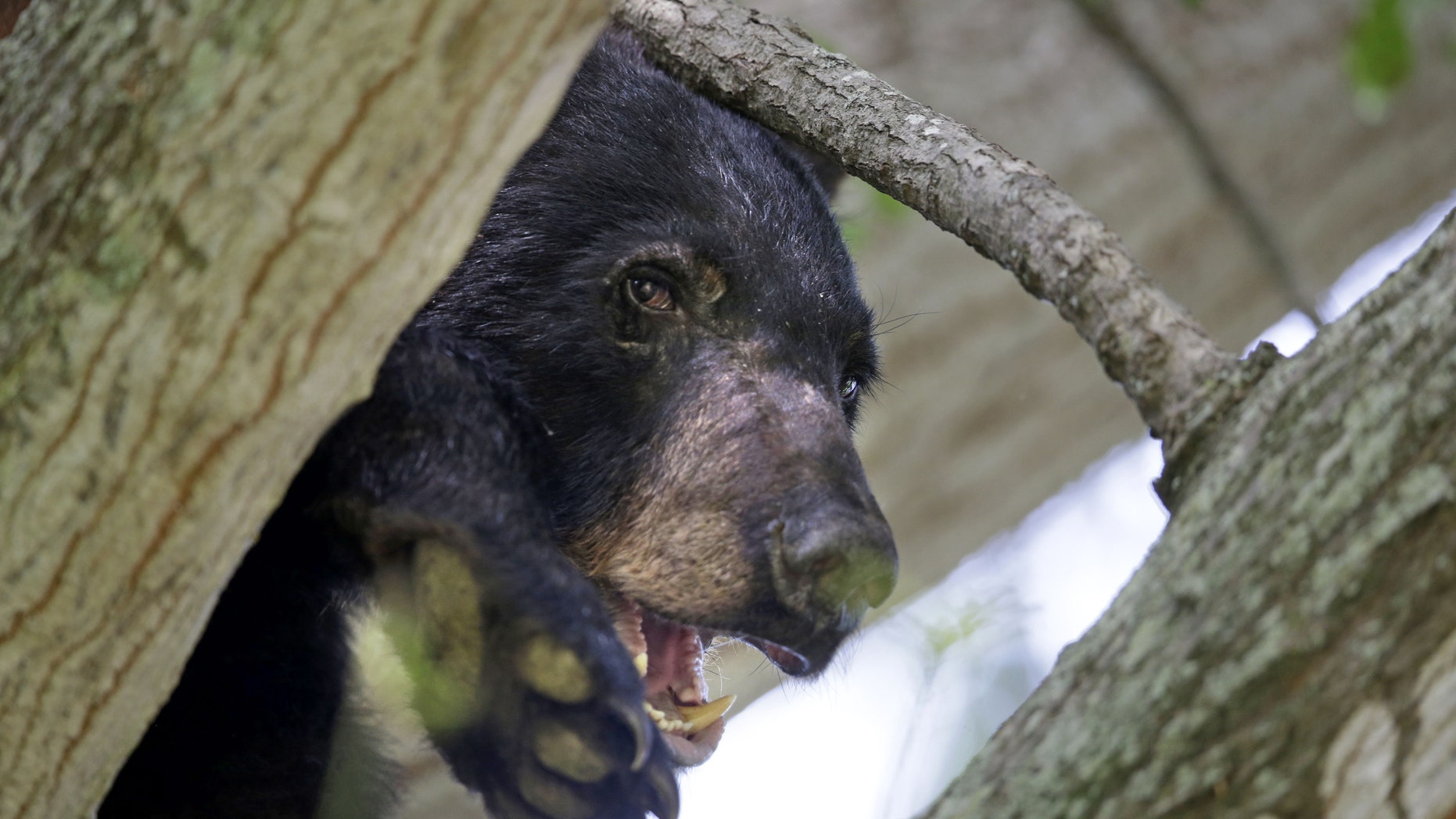 File photo - In this May 17, 2015, photo, a Louisiana Black Bear sits in a water oak tree in Marksville, La. (AP Photo/Gerald Herbert, File)