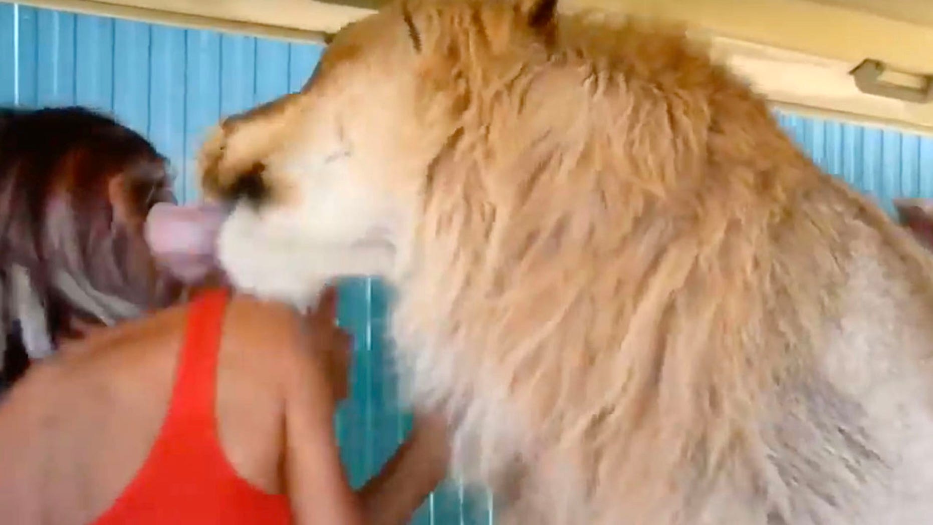 Filya the lion was feeling extra friendly.