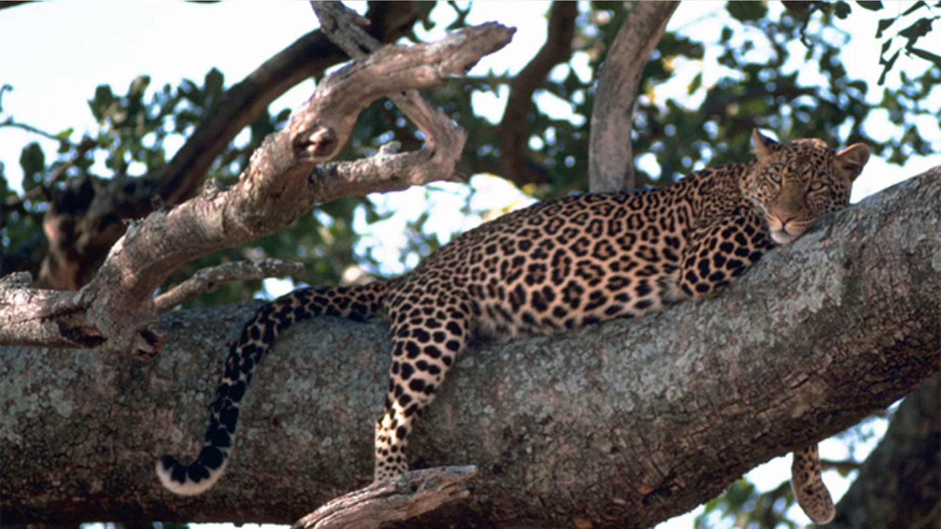 Experts are blaming locals for encroaching into leopard territory.