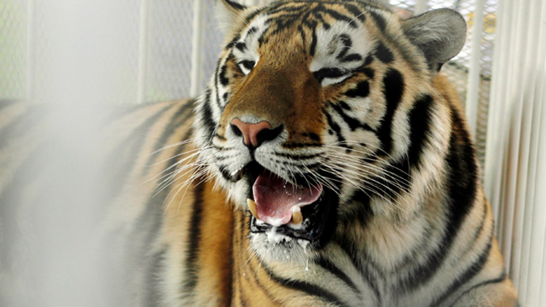In this Oct. 6, 2007, file photo, LSU mascot Mike VI, a part Bengal and Siberian tiger, sits in his cage on the field for his first time before an NCAA college football game between LSU and Florida in Baton Rouge, La.