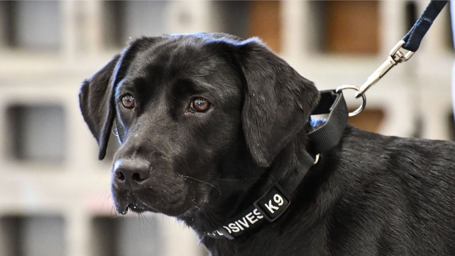 Lulu lost interest in during training to sniff out explosives for the CIA's bomb detection program.