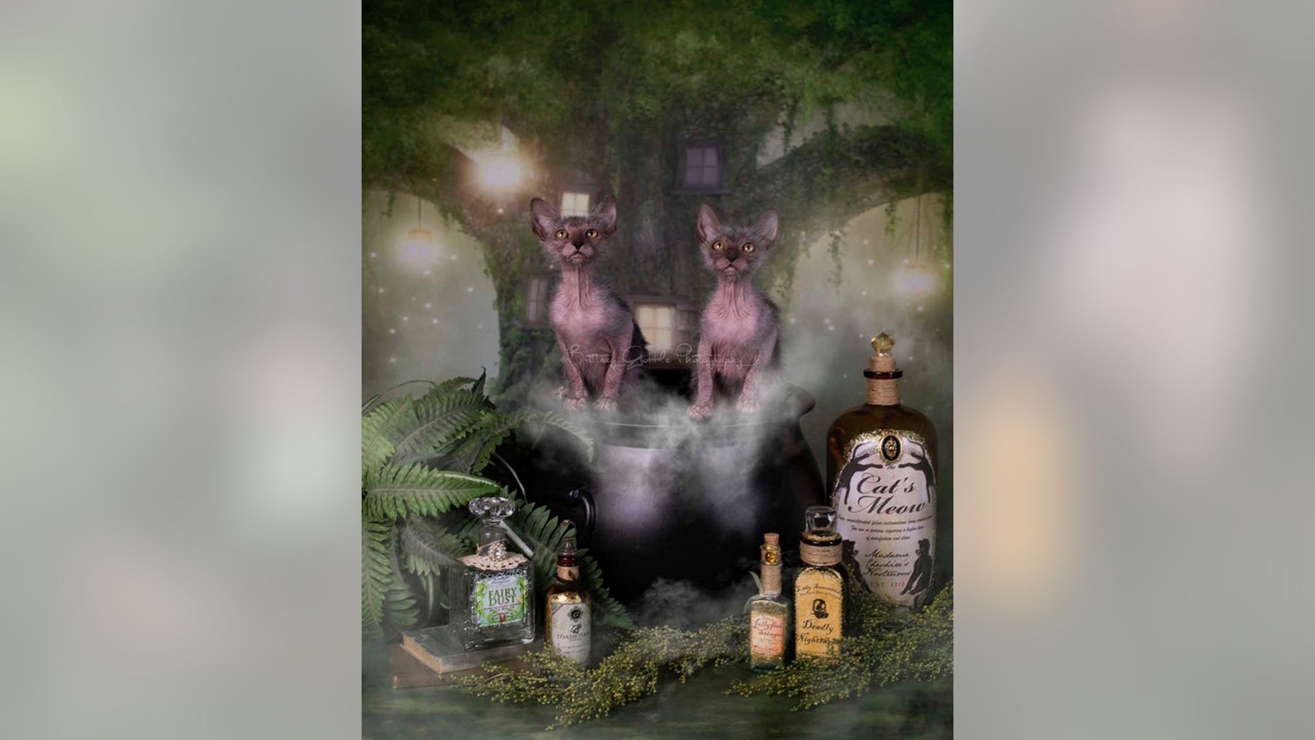 These two lykoi females bare a striking resemblance to a mythological creature — the werewolf.