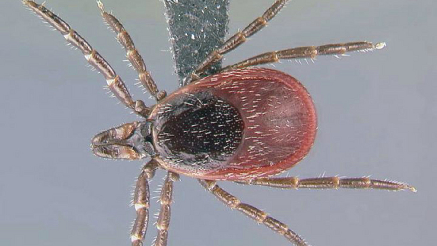 Ticks That Can Carry Lyme Disease Are Spreading Across US Fox News   Lyme Ticks Range Spreading 01 