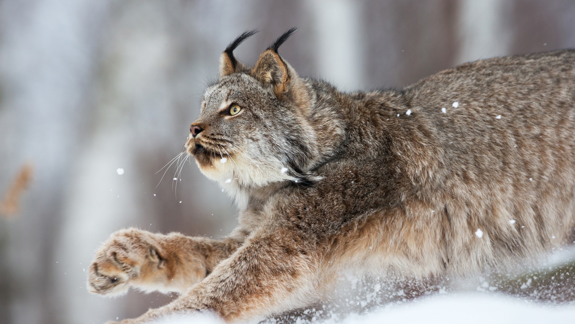 These Two Angry Yelling Lynx Are Probably Fighting About