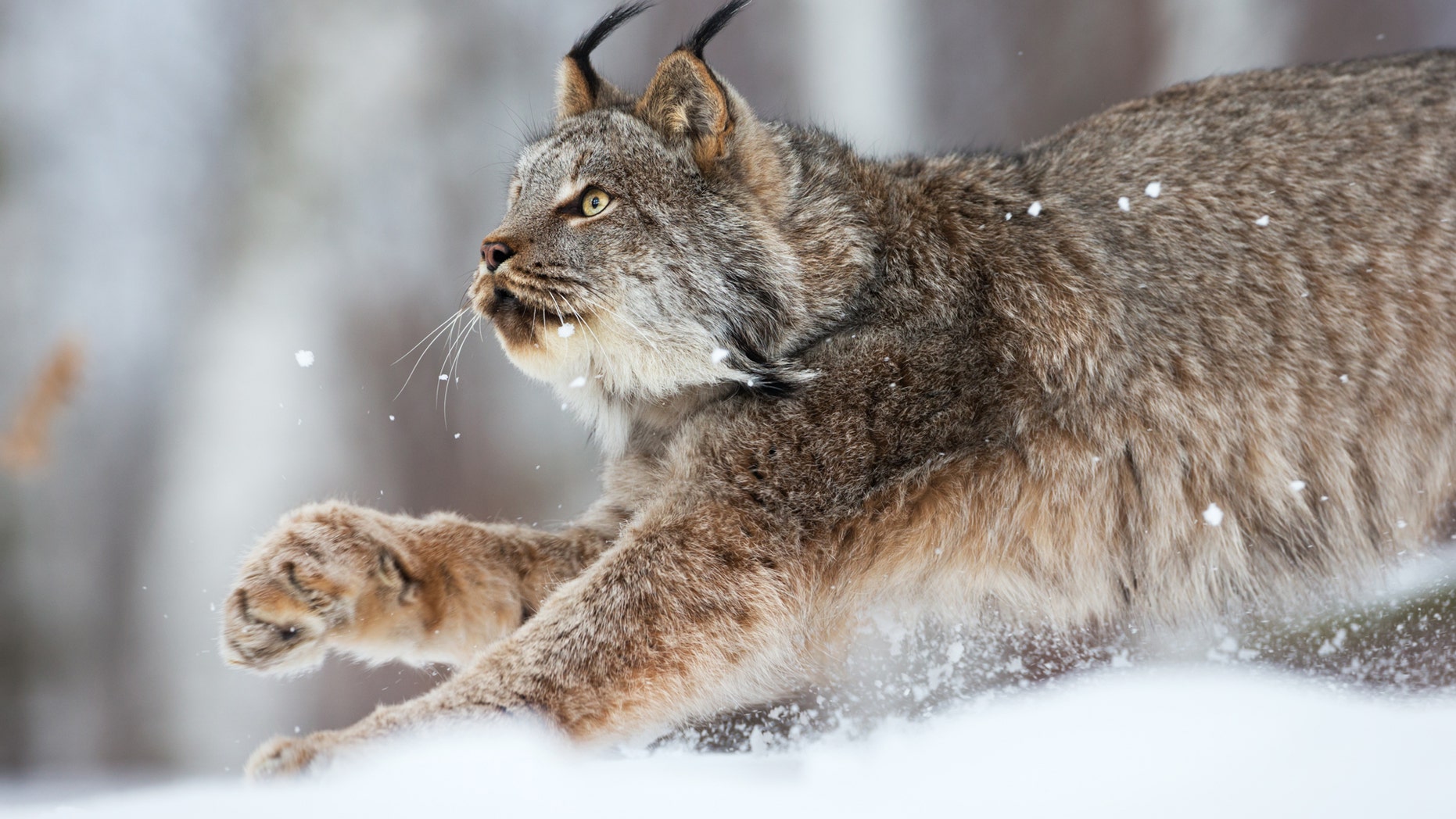 Canadian lynx on the prowl in Northern Minnesota wilderness.
