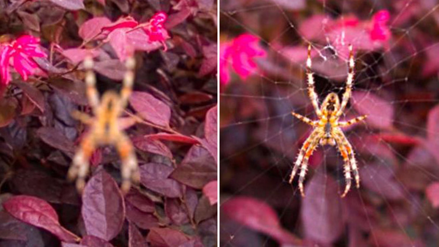 This is a subject you don't want to get close to. This scary spider was re-focused after the photo was taken.
