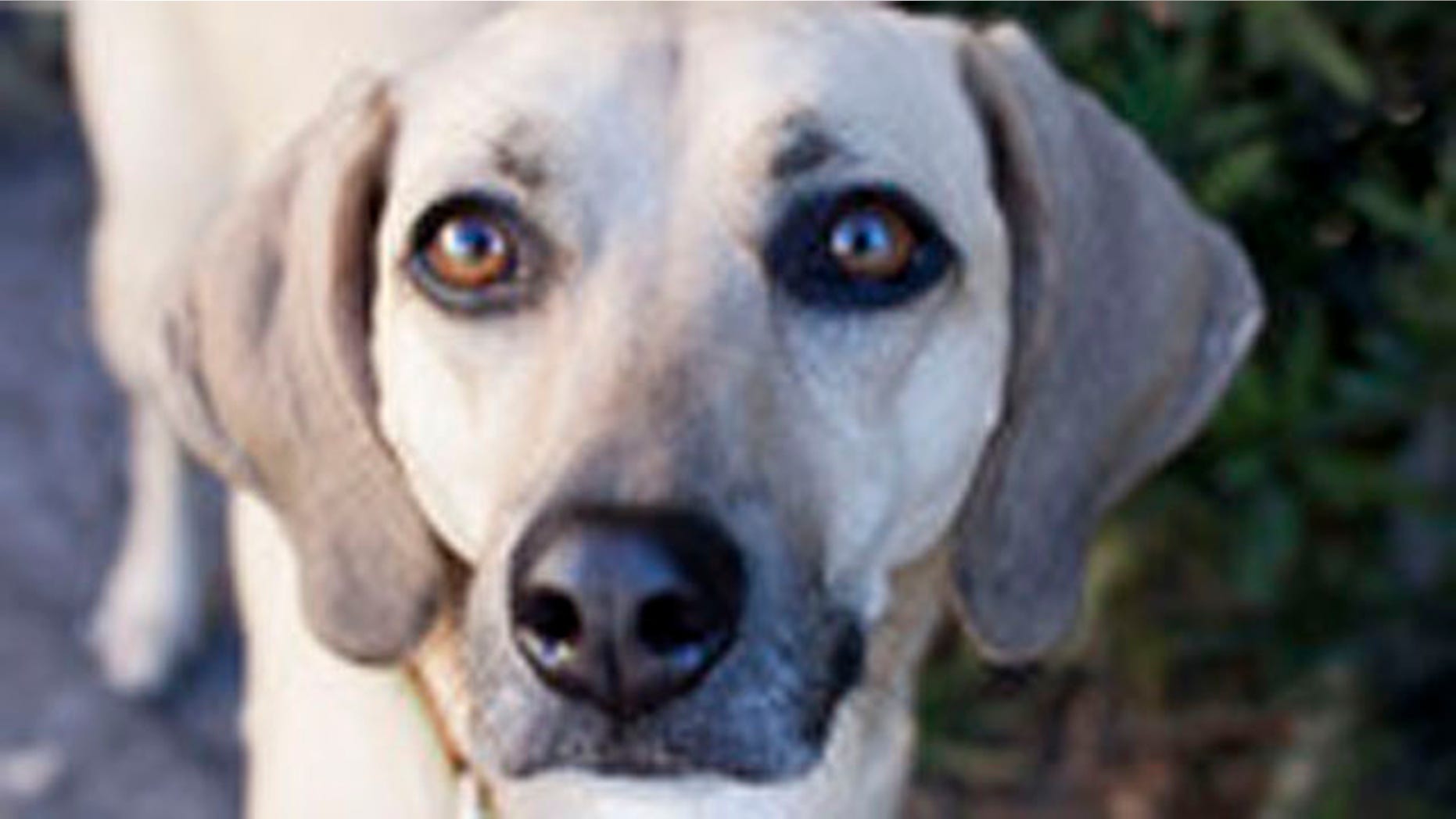 Mabeline has a new home, and the gratitude of a shelter volunteer.