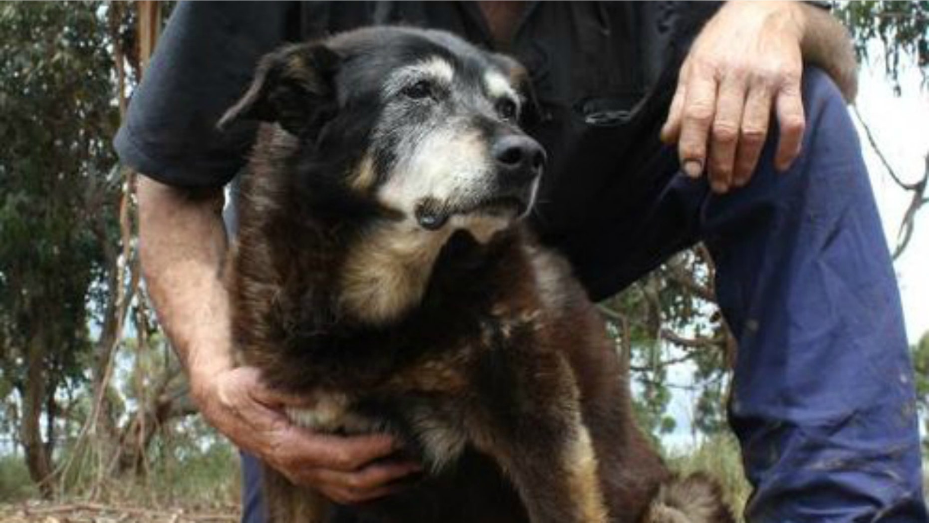 Maggie, a 30-year-old Kelpie, died peacefully, curled up in her bed, said her owner, Brian McLaren.