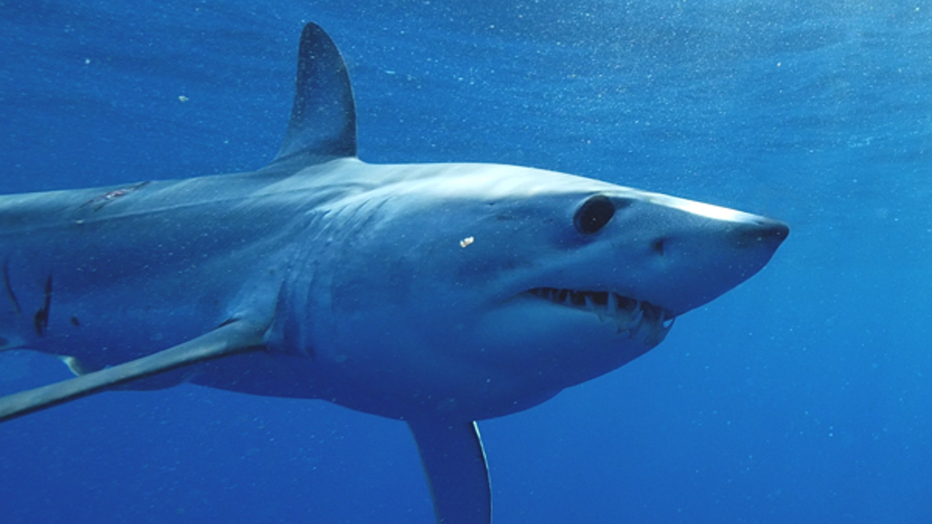 The world’s fastest shark -- a mako shark -- is now an endangered species, according to the International Union for the Conservation of Nature (IUCN).