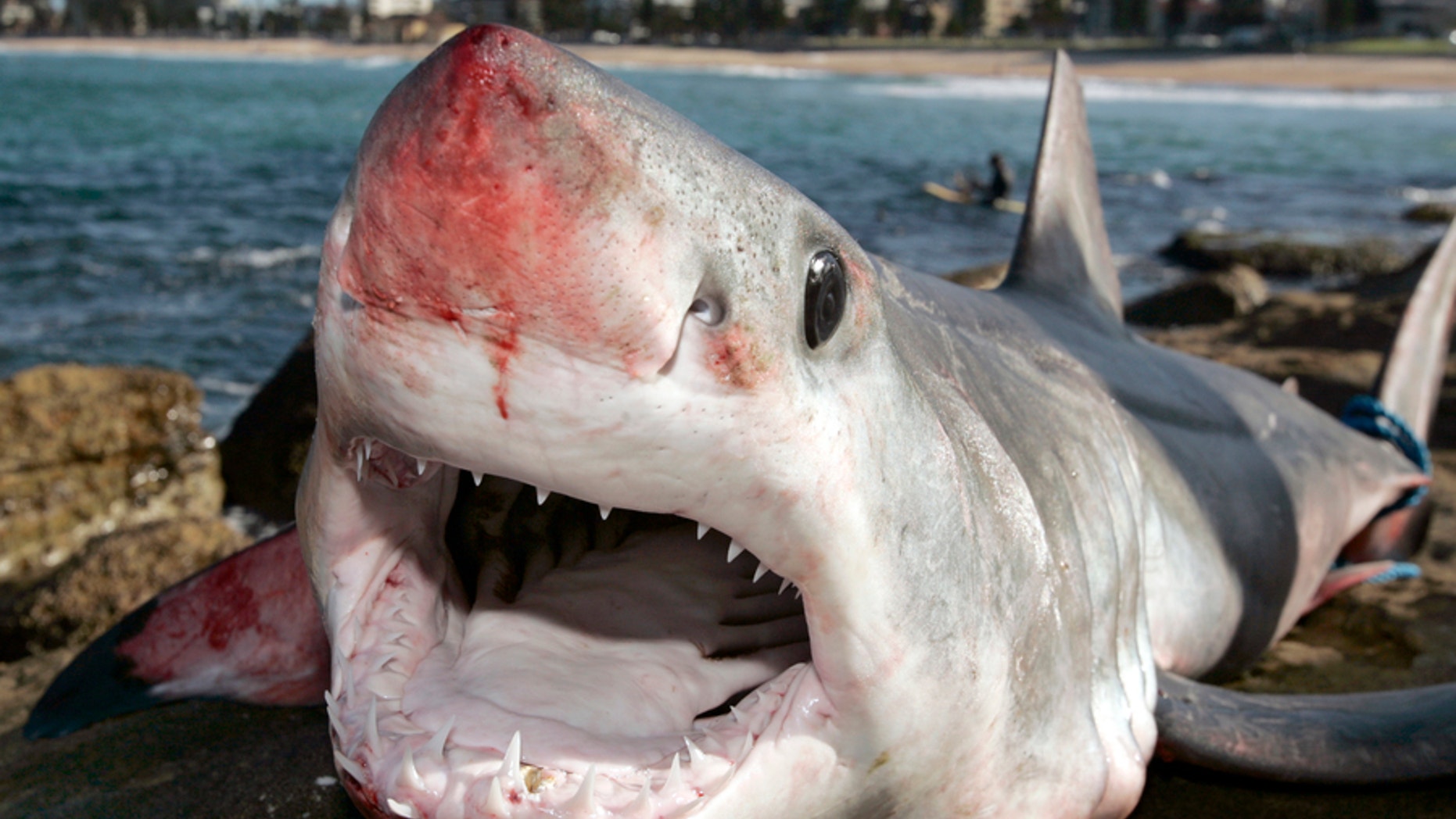 A group of fishermen caught a mako shark, like the one pictured above, off the coast of Florida in early April.