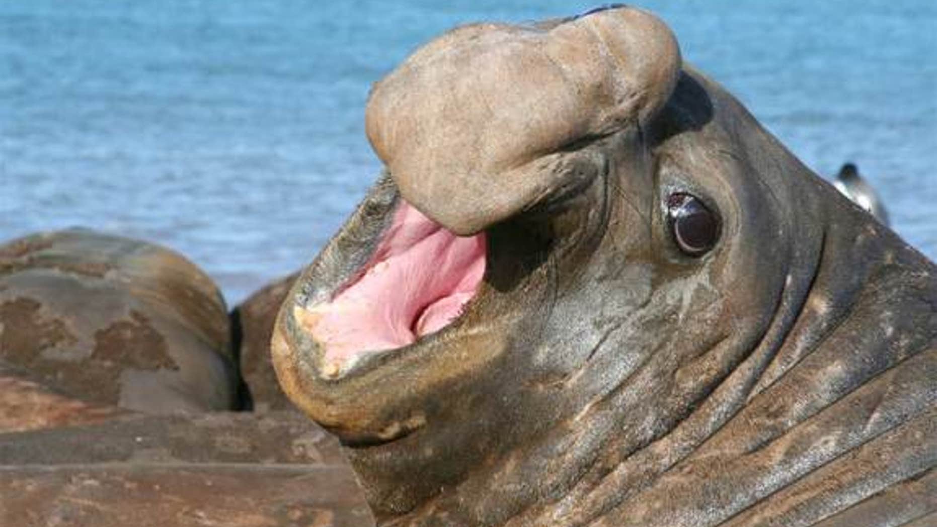 A male elephant seal