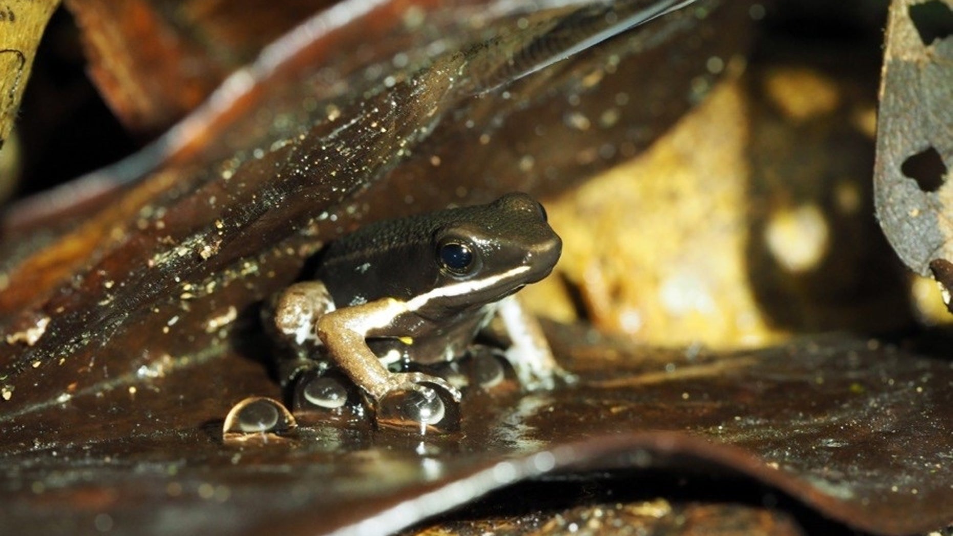 In new territory, good froggy dads go cannibal | Fox News