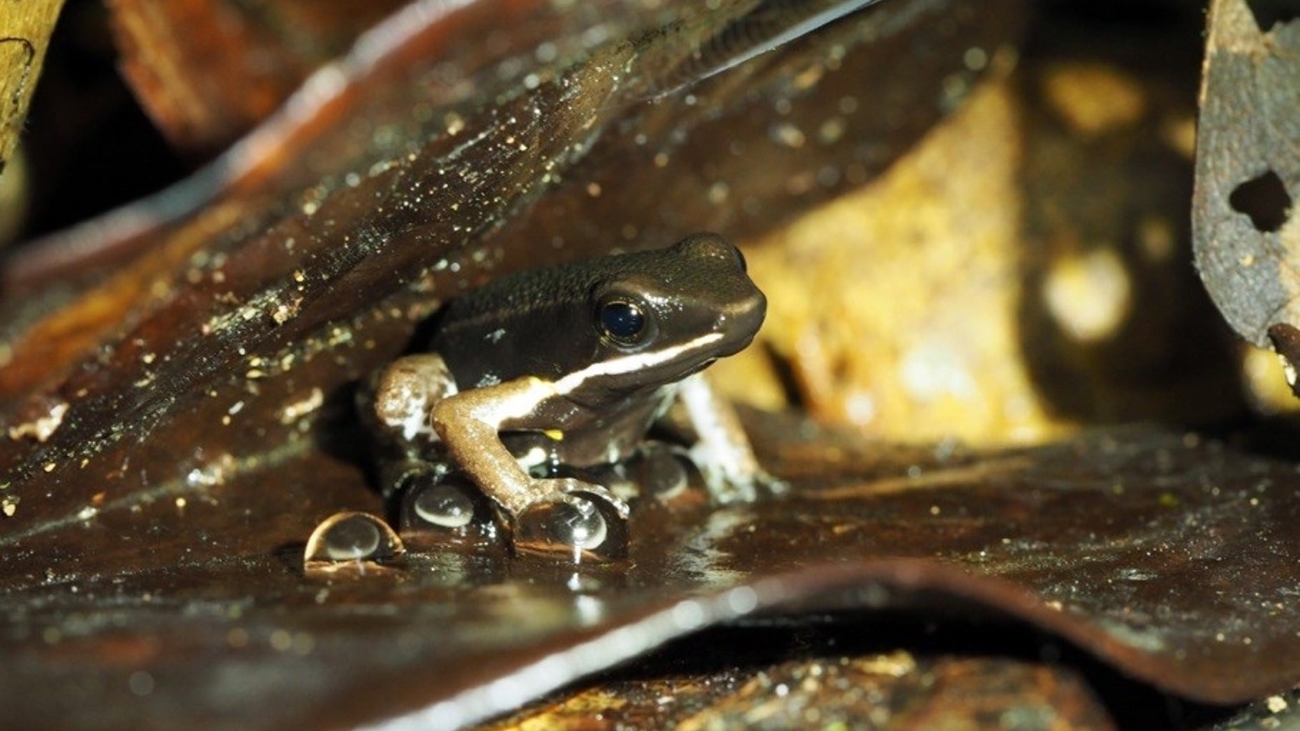 In new territory, good froggy dads go cannibal | Fox News