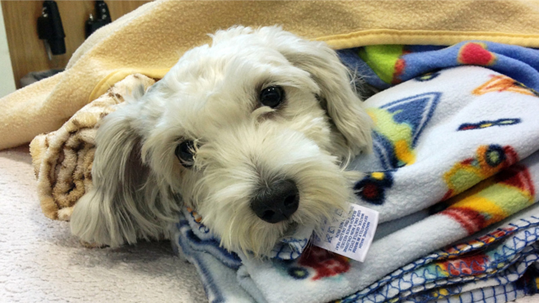 Sept. 18, 2014: This photo provided by ACCESS Specialty Animal Hospitals shows Gordo, a 1- to 2-year-old Maltese mix that was struck by a van during a police chase Wednesday night, being cared for at City Of Angels Veterinary Specialty Center in Culver City, Calif.