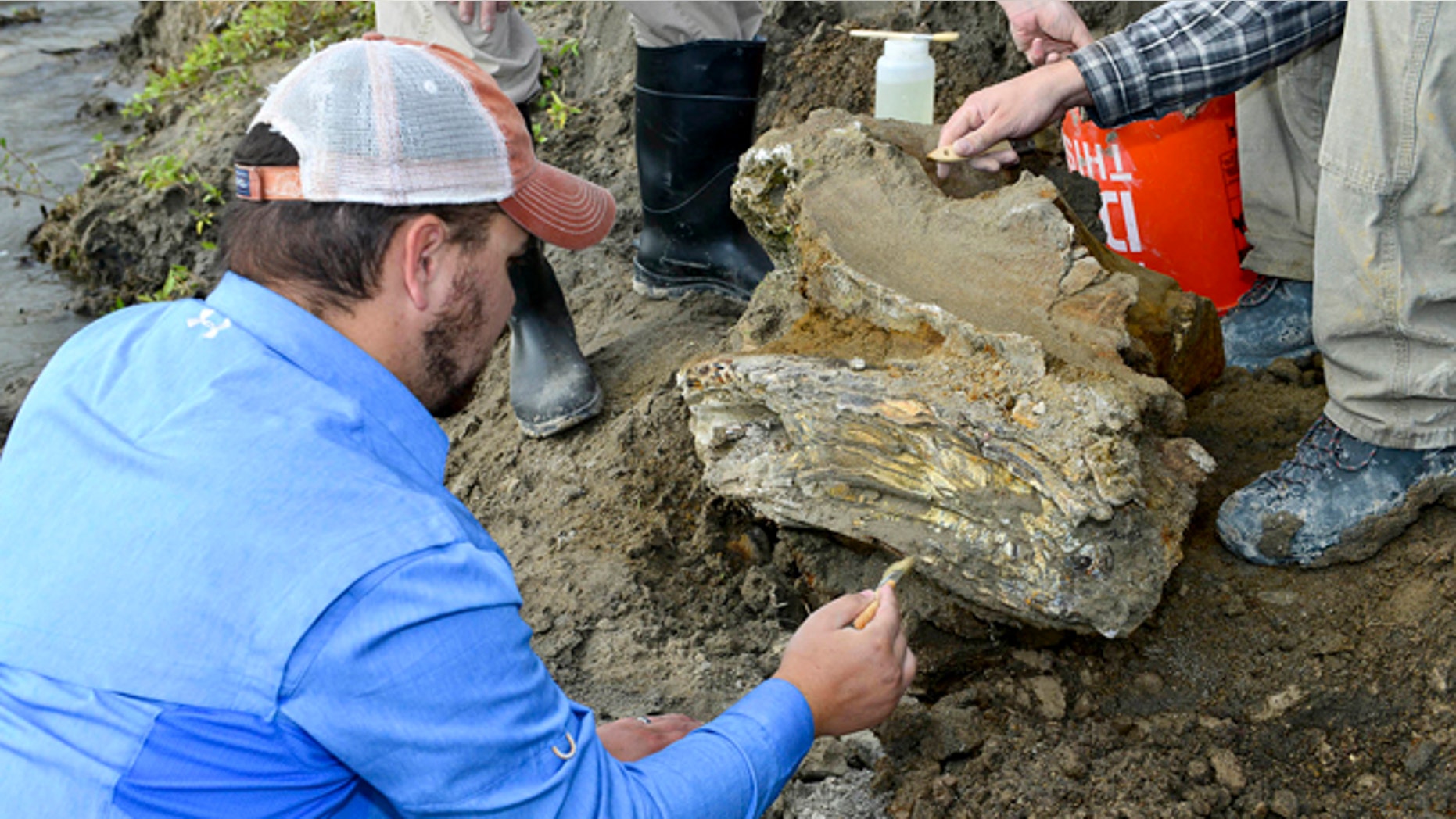 Oct. 16, 2014: Idaho State University geology student Travis Helm brushes and cleans a mammoth skull discovered near American Falls Reservoir near American Falls, Idaho.