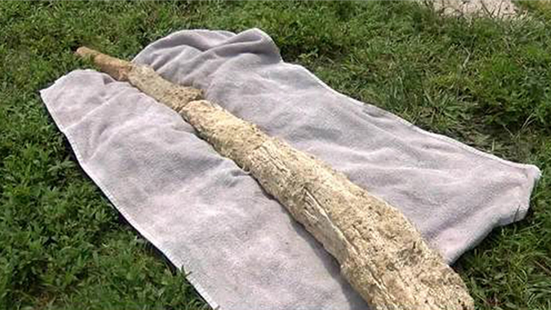 The possible mammoth bone was unearthed in Cape Coral.