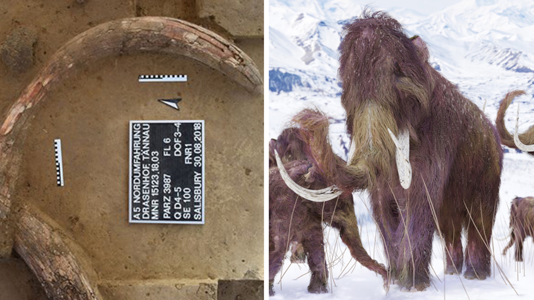 A mammoth tusk at the Stone Age 'kill site/artist's illustration of a woolly mammoth (ASFiNAG/iStock/Aunt_Spray)