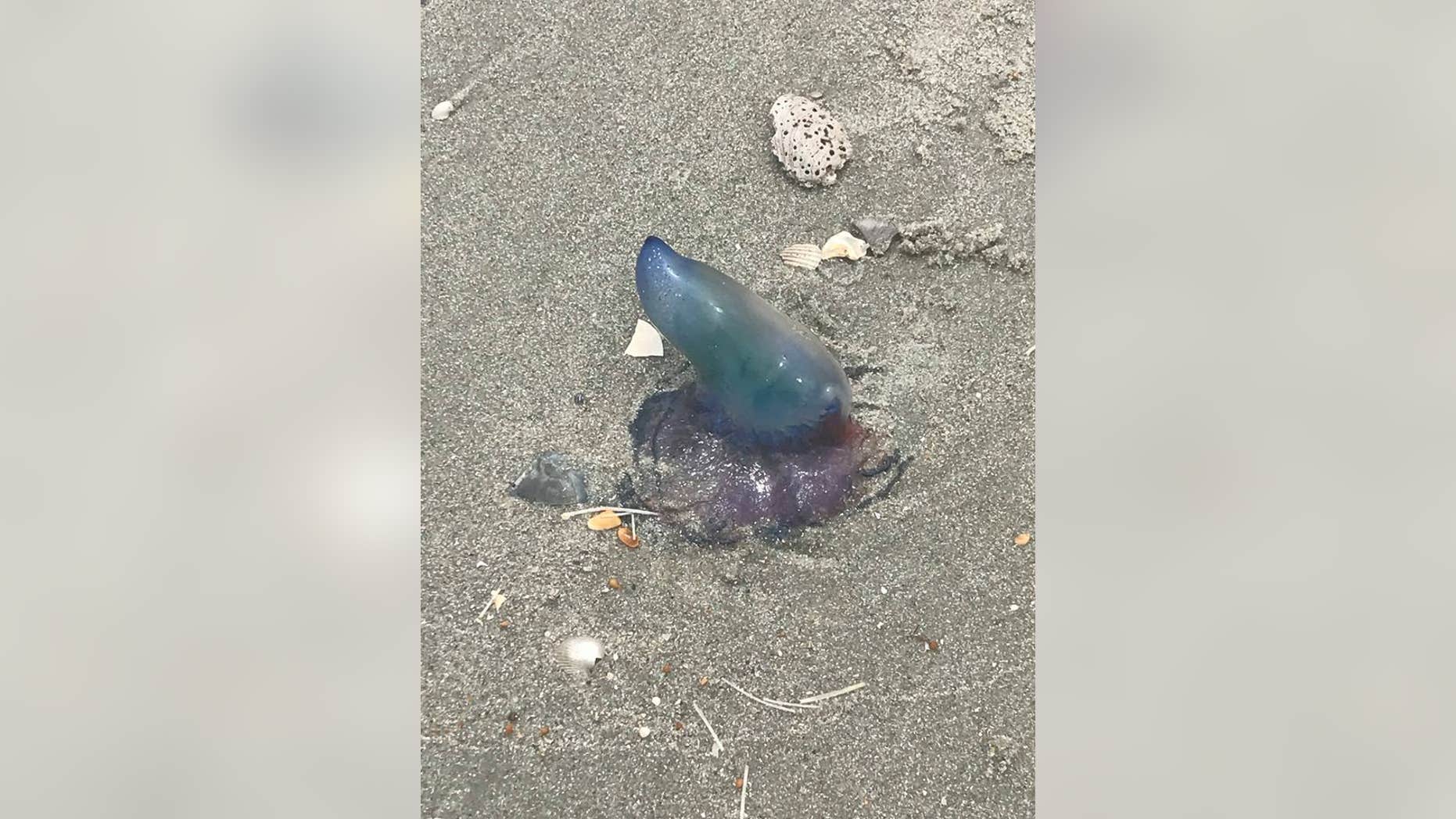 Portuguese men o' war have been spotted on the north end of Myrtle Beach, officials said.
