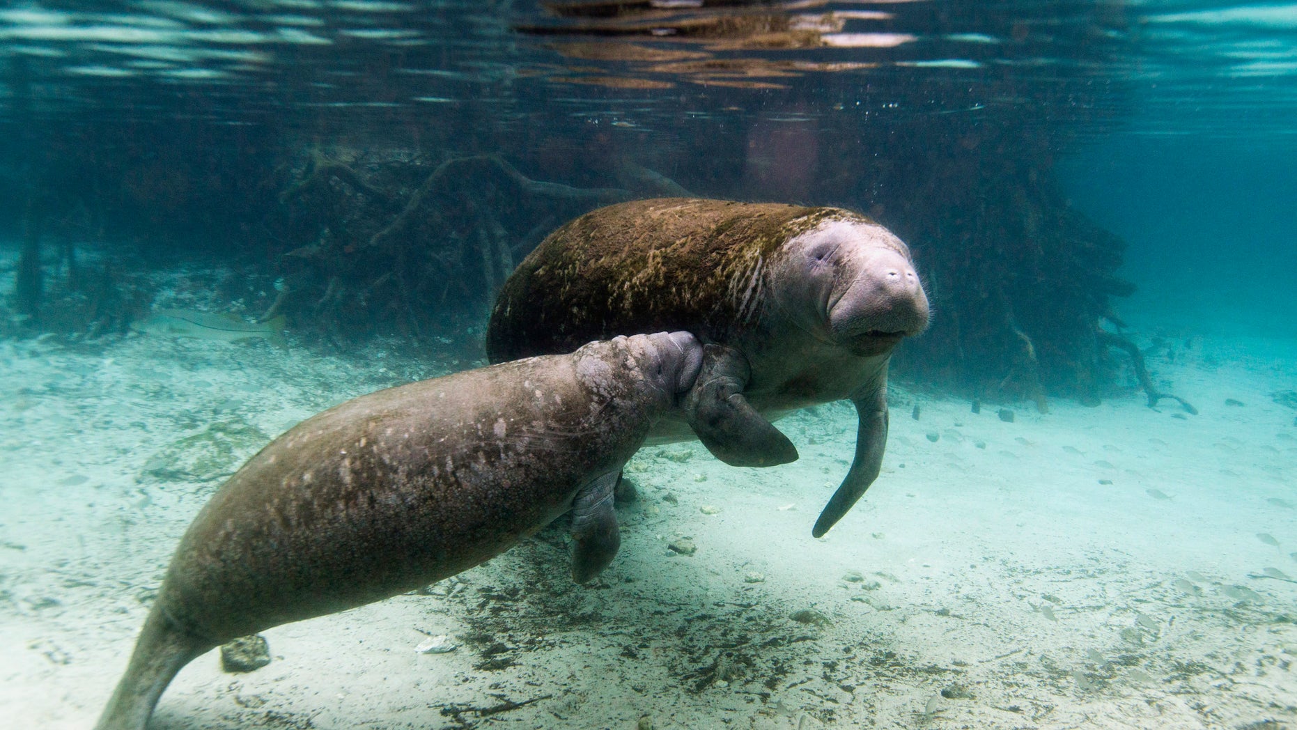 File photo: A manatee calf nurses from its mother inside of the Three Sisters Springs in Crystal River, Florida January 15, 2015. (REUTERS/Scott Audette)