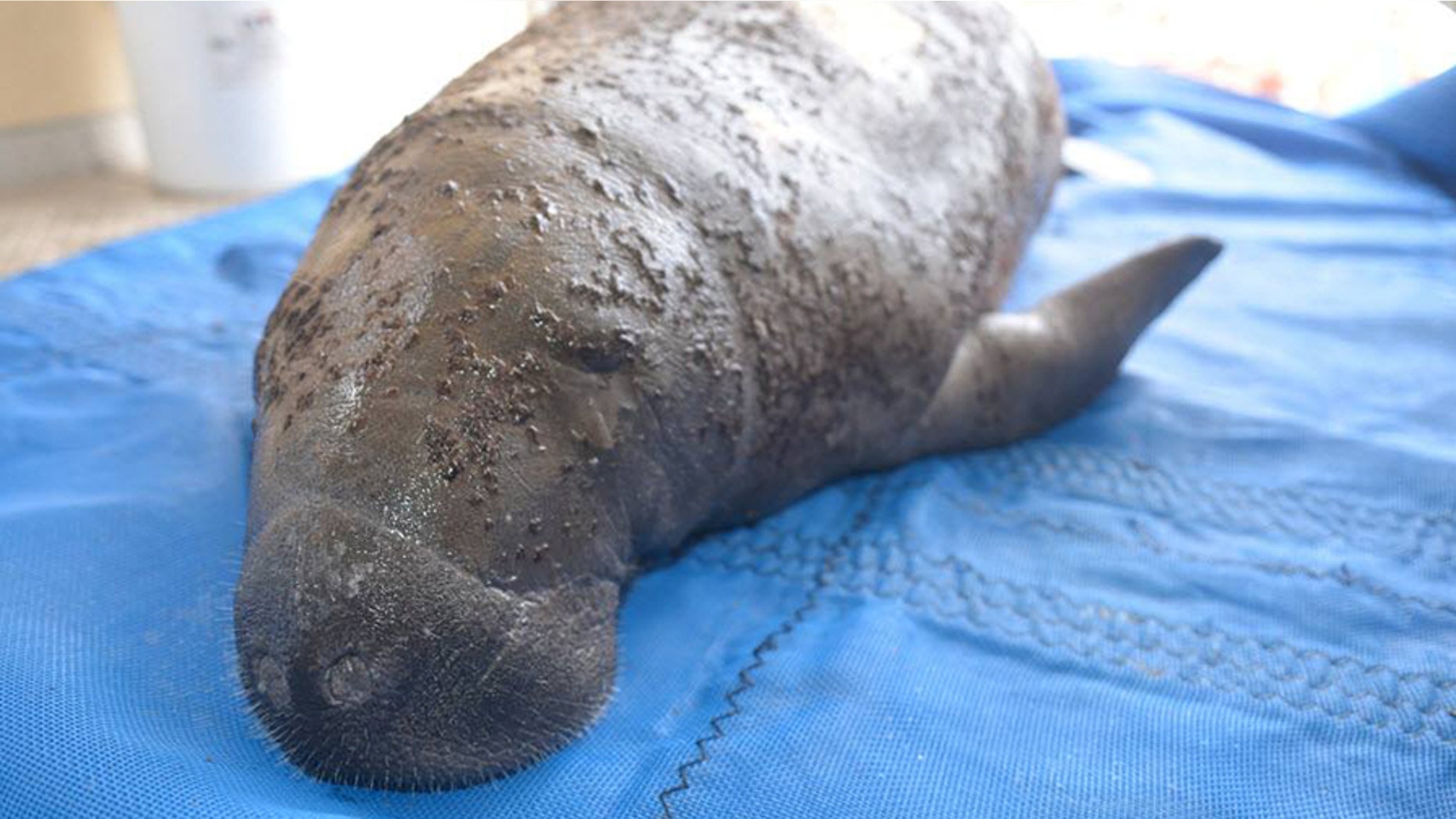 5-month-old Brownee has been rescued and is resting comfortably. (Credit: Broward County’s Port Everglades)