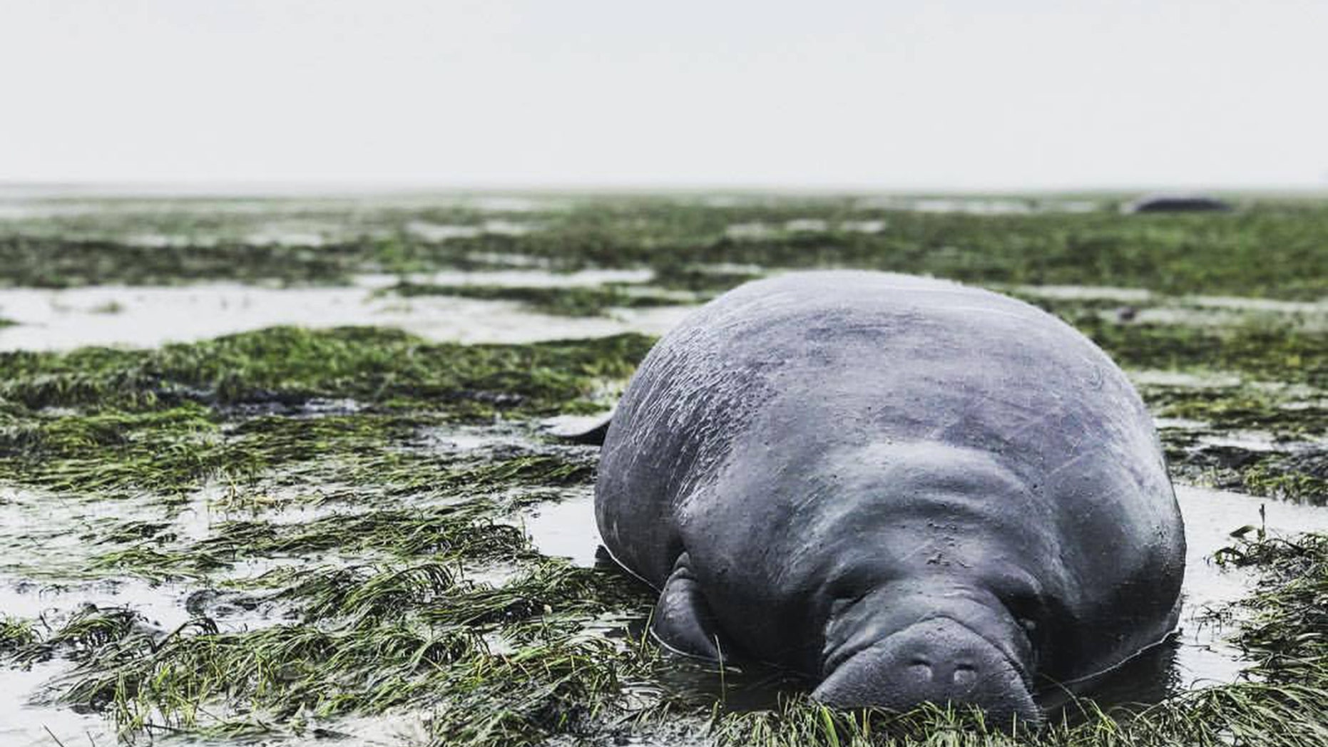 Hurricane Irma left two manatees stranded on dry land.