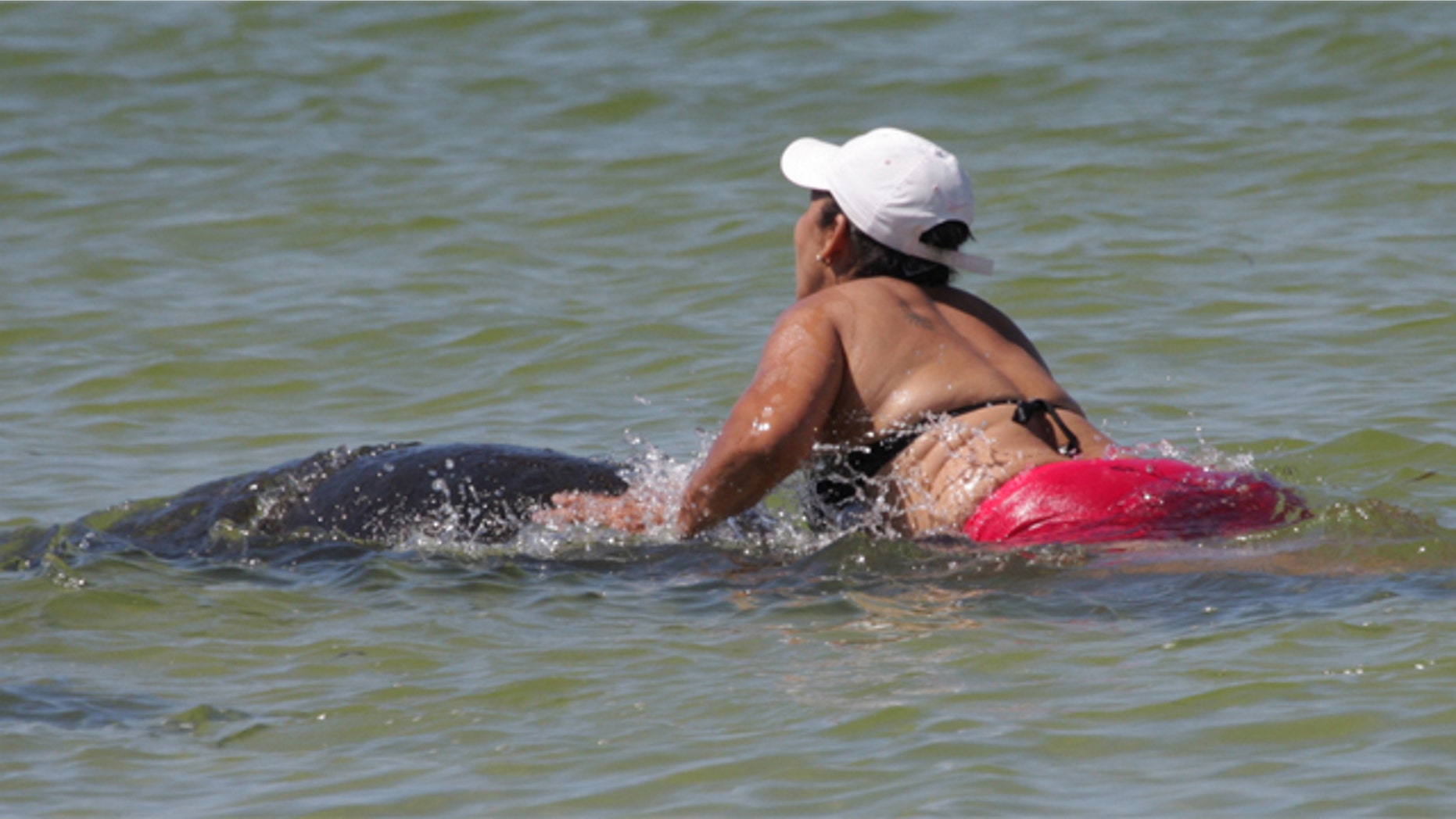 Sept. 30, 2012: Ana Gloria Garcia Gutierrez was reportedly photographed riding a manatee despite signs around the beach and various beachgoers asking her to get off the mammals.