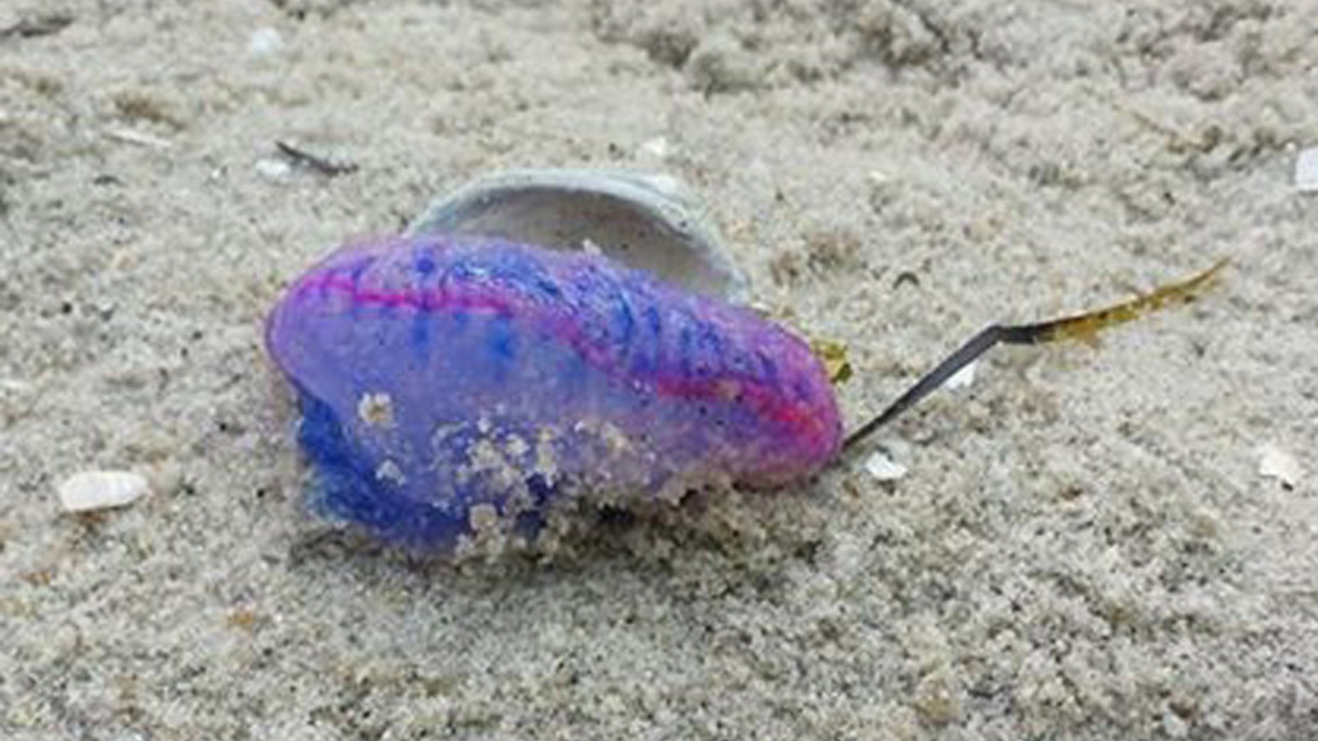 At least three of the sea creatures have turned upon New Jersey beaches in recent says. (Harvey Cedars Beach Patrol)