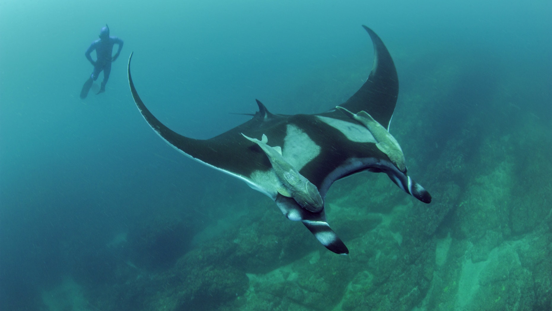 Scripps graduate student Josh Stewart swims near a giant oceanic manta ray at Bahia de Banderas, off Mexico's Pacific coast.