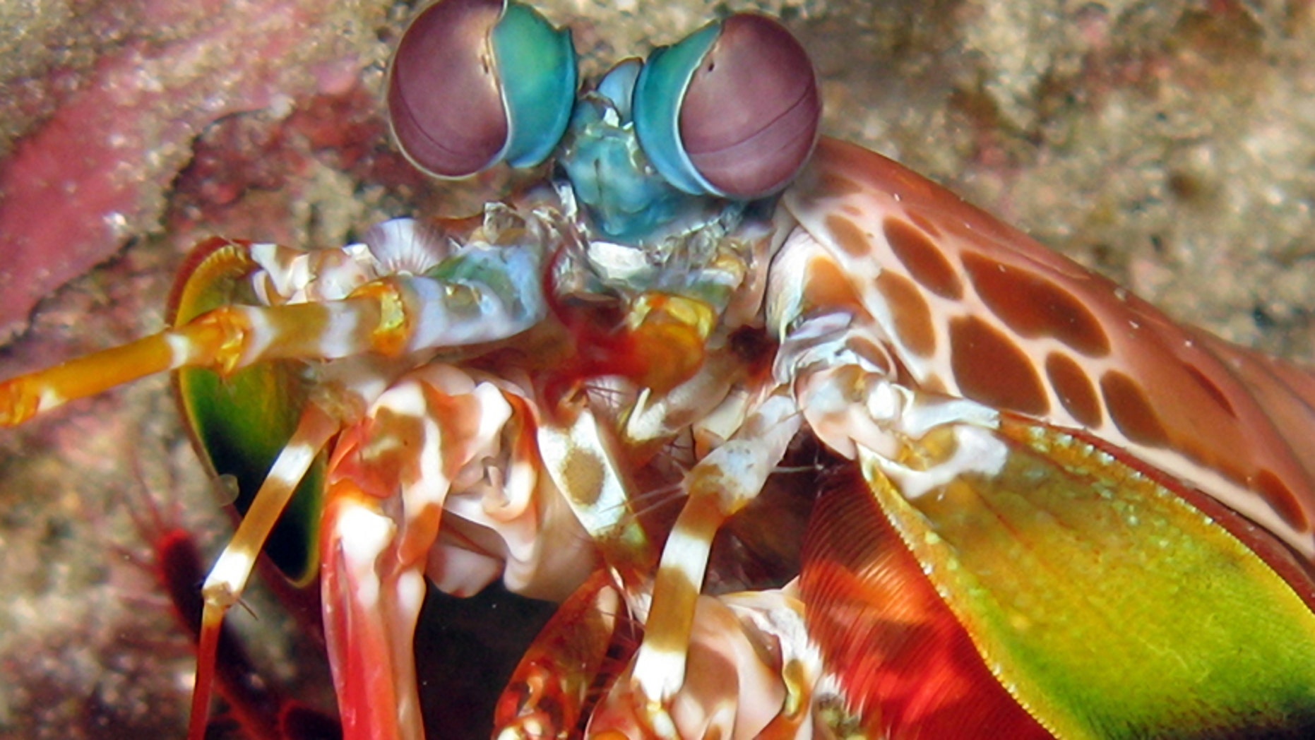 Download Peacock mantis shrimp inspires stronger materials for ...