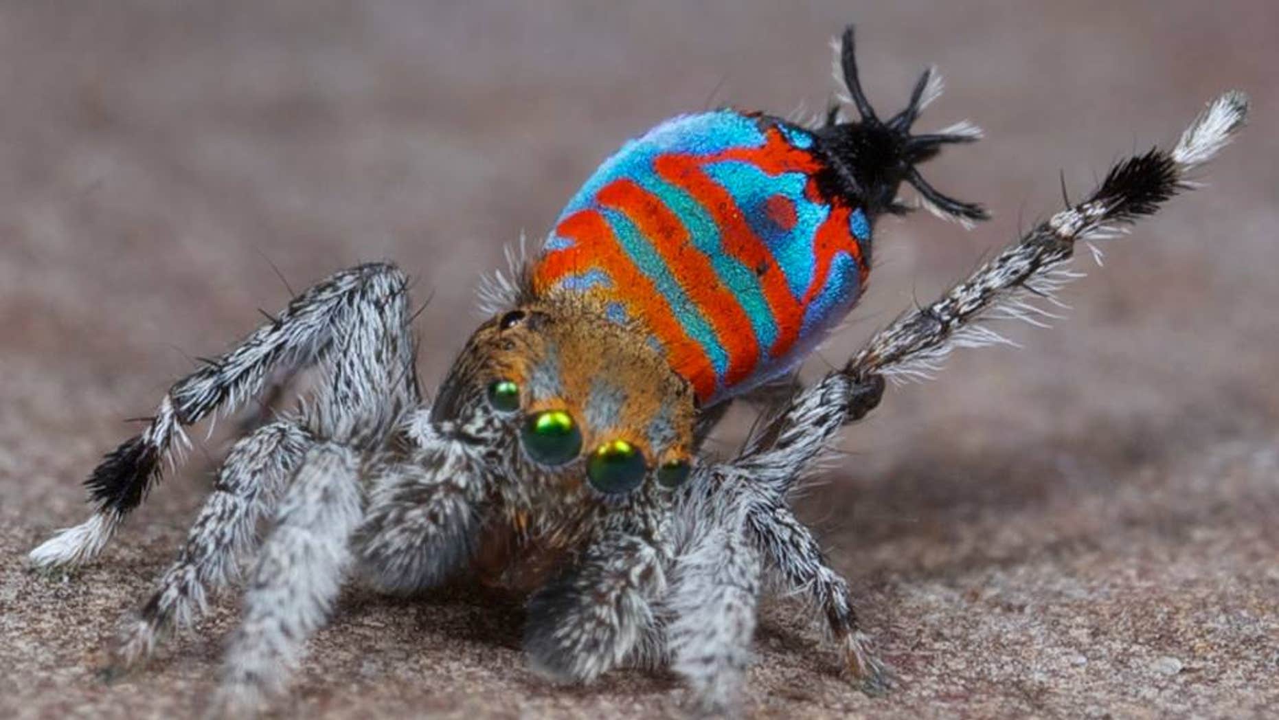 A male of the peacock spider species Maratus jactatus, which is nicknamed Sparklemuffin, lifts its leg as part of a mating dance. (Jürgen Otto)