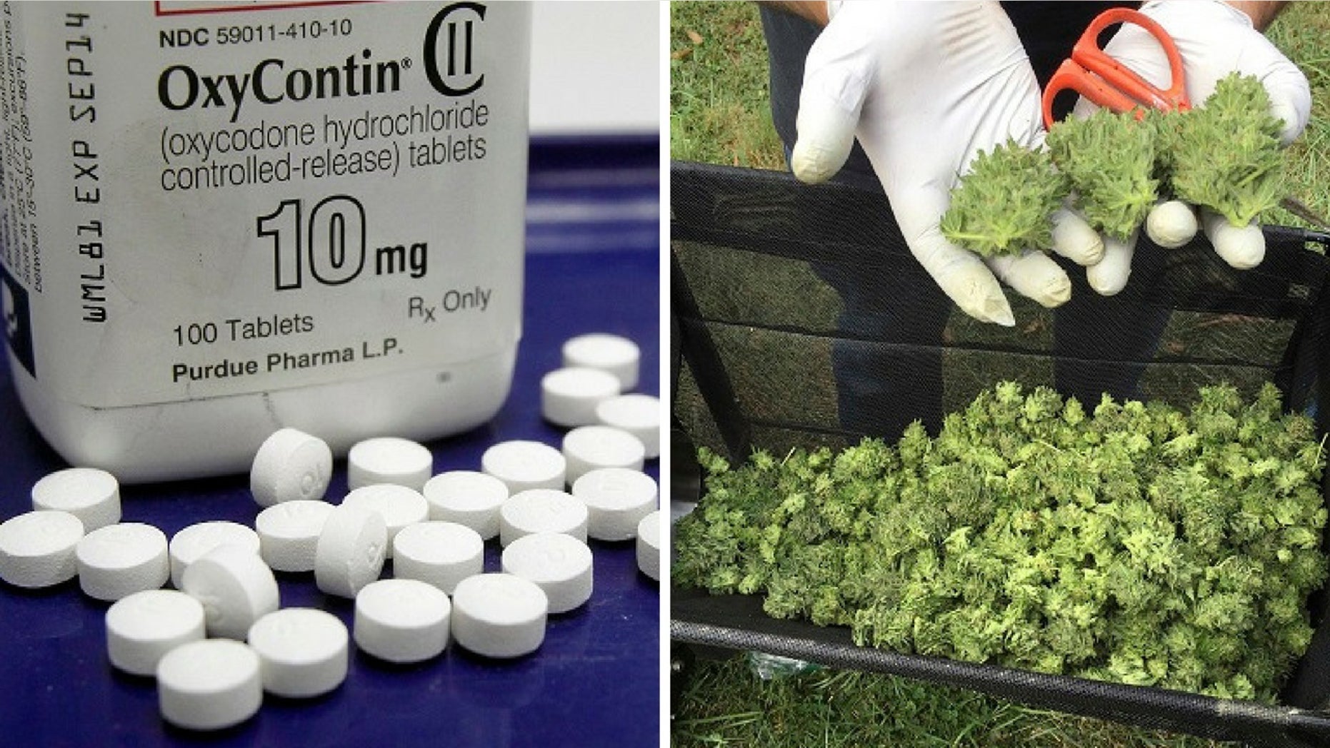 A report found there was an increase in fatal accidents involving marijuana and opioids in the past decade.